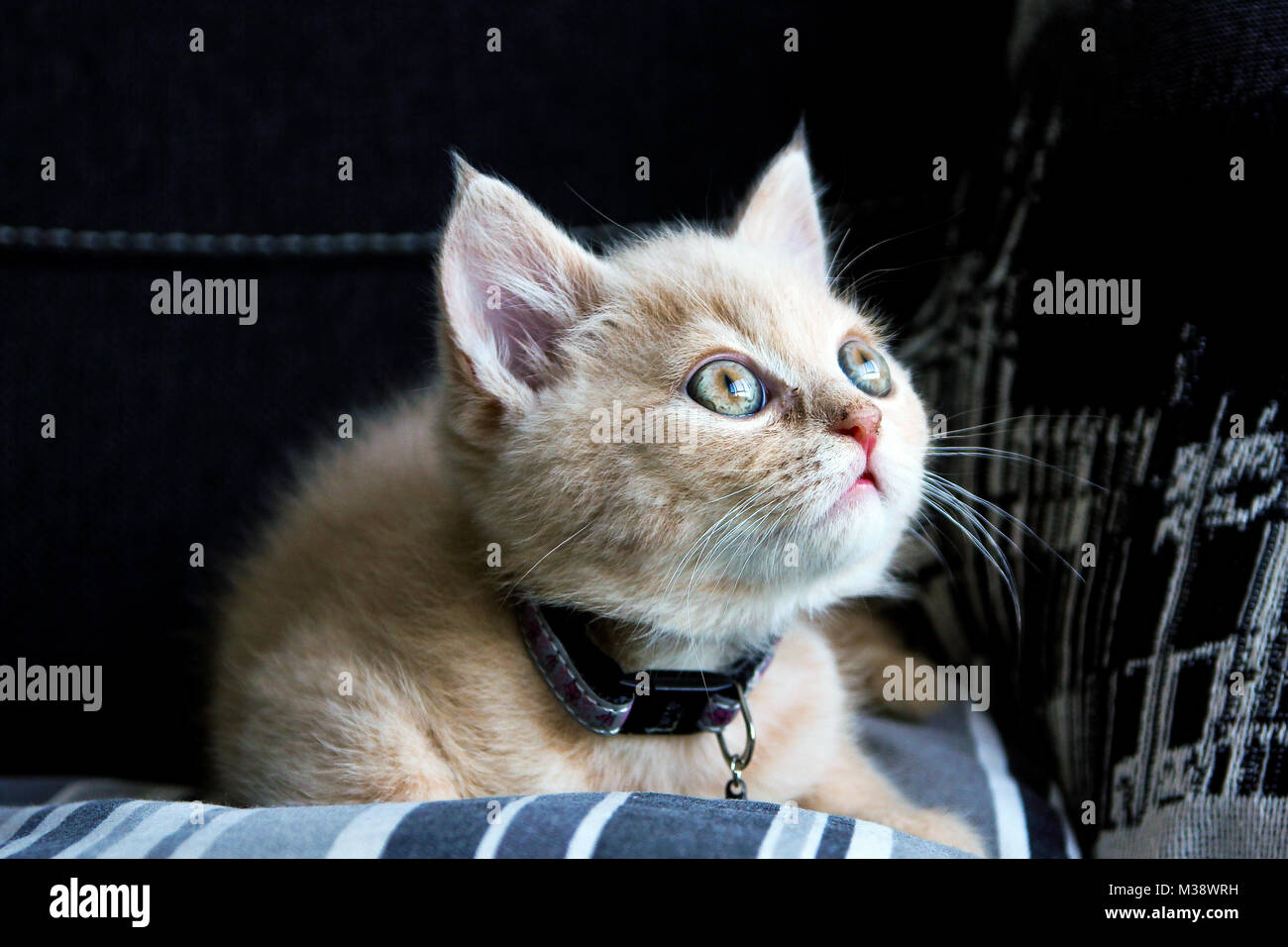 Un mignon chaton tabby rouge d'un chat est couché sur le canapé et est à la recherche satisfait et détendu. Banque D'Images