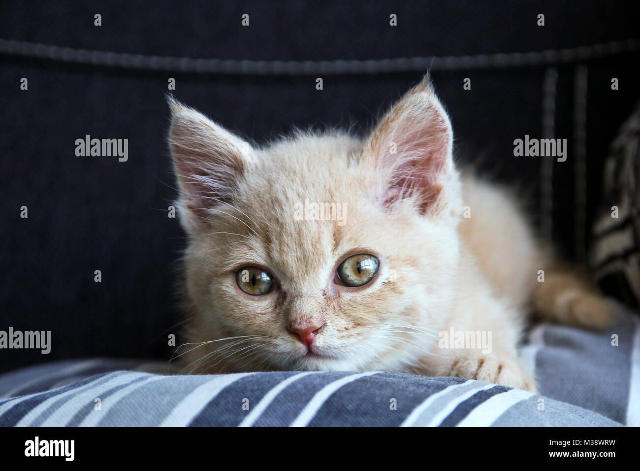 Un mignon chaton tabby rouge d'un chat est couché sur le canapé et est à la recherche satisfait et détendu. Banque D'Images
