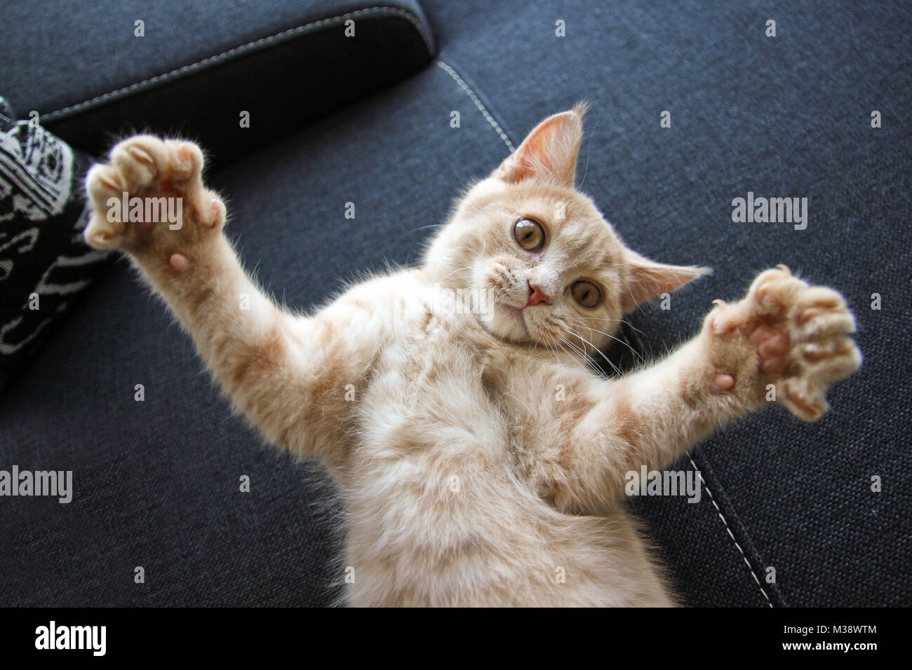 A cute kitty joue avec ses pattes. Banque D'Images
