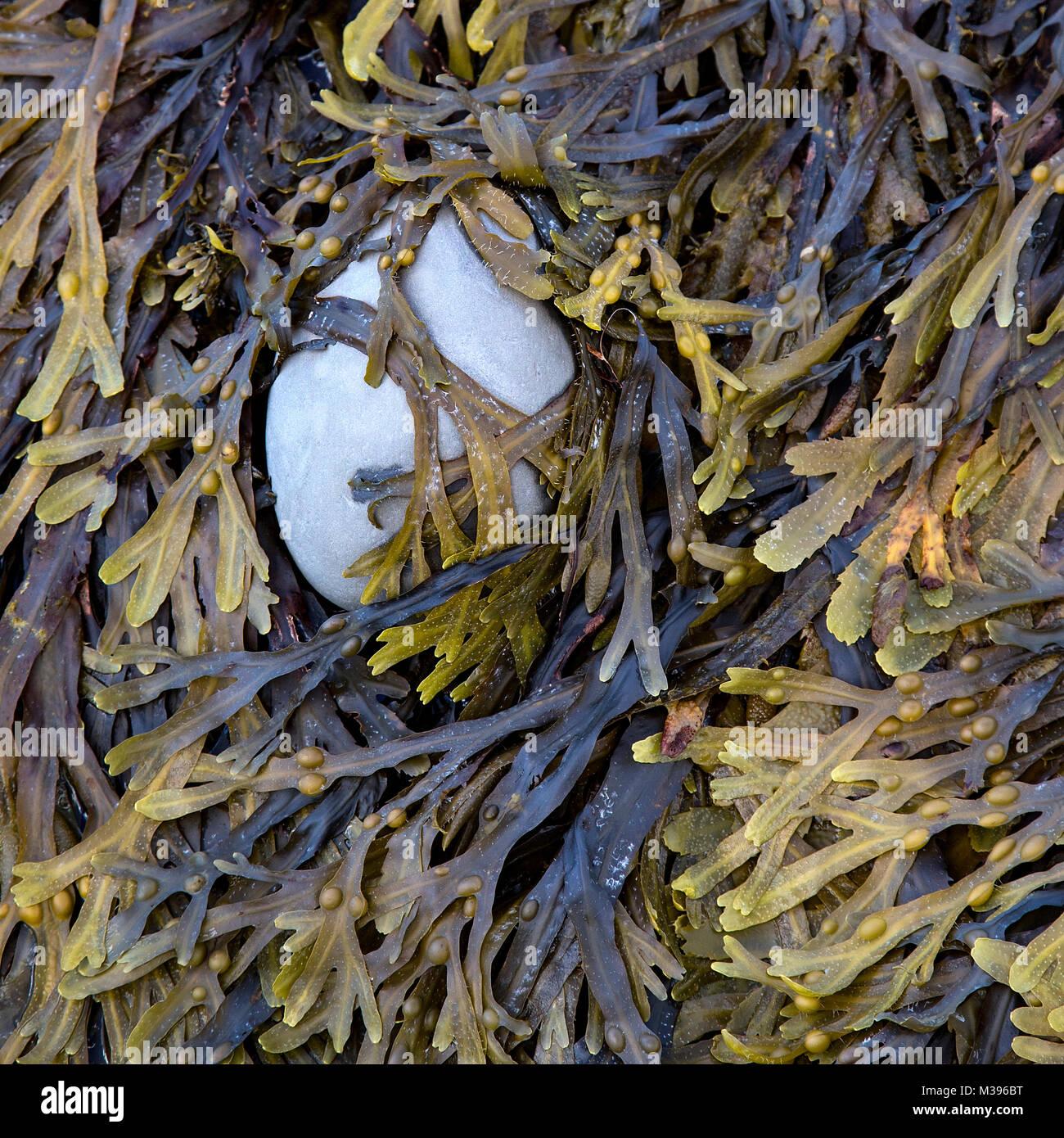 Rack de la vessie des algues sur la côte du Dorset uk Banque D'Images