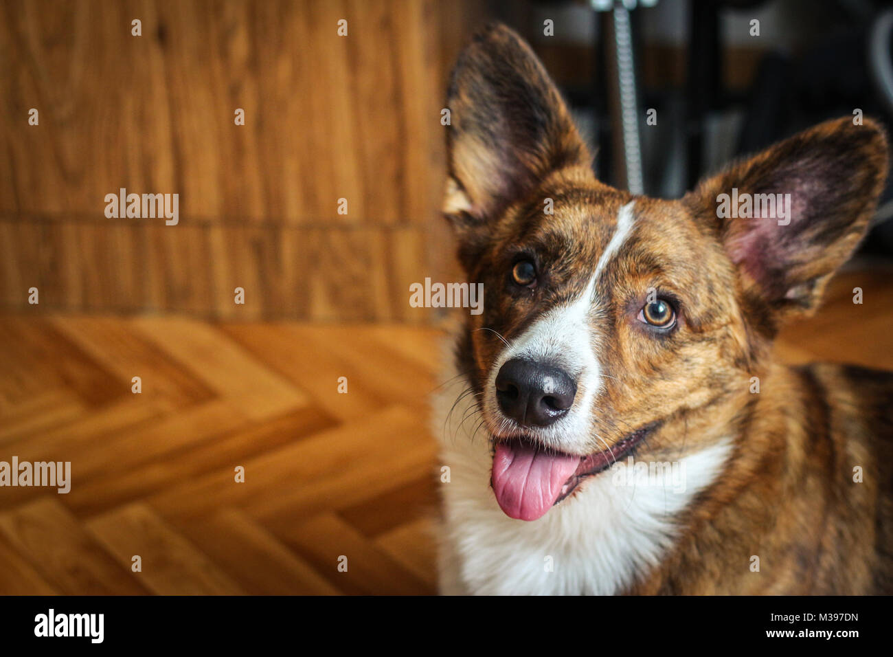 Chiot Welsh Corgi Cardigan avec oreilles bandées Banque D'Images