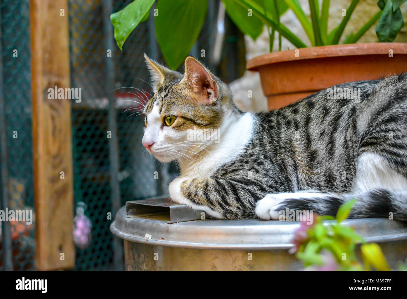 Un jeune chat tigré se trouve sur un pedastal dans un jardin d'un chat à l'abri dans Dubrovnik Croatie Banque D'Images