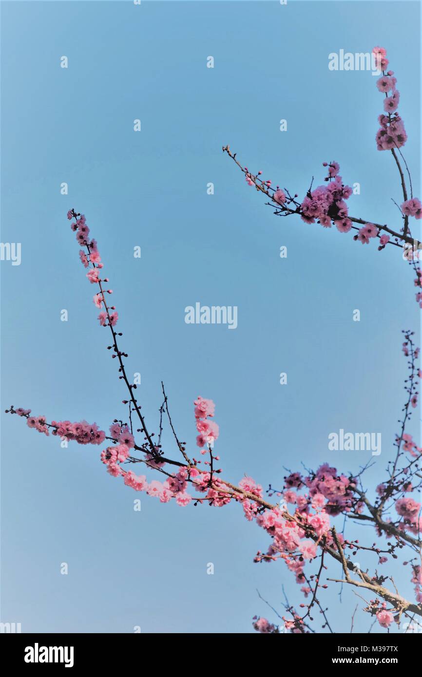 Cerisiers en fleurs sur fond de ciel bleu. Banque D'Images