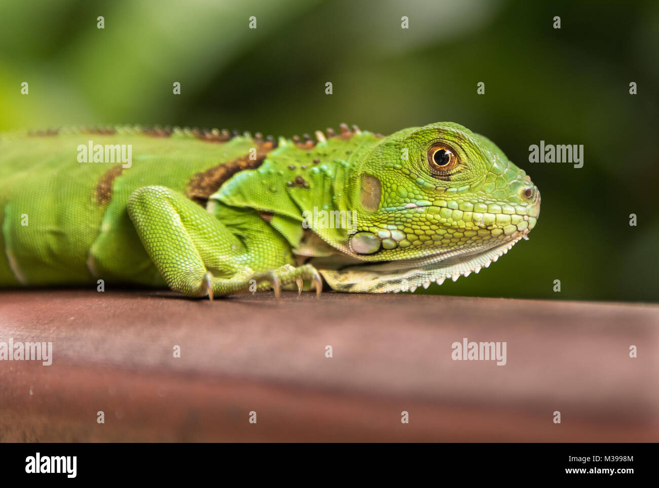 Petit Iguane vert closeup Banque D'Images