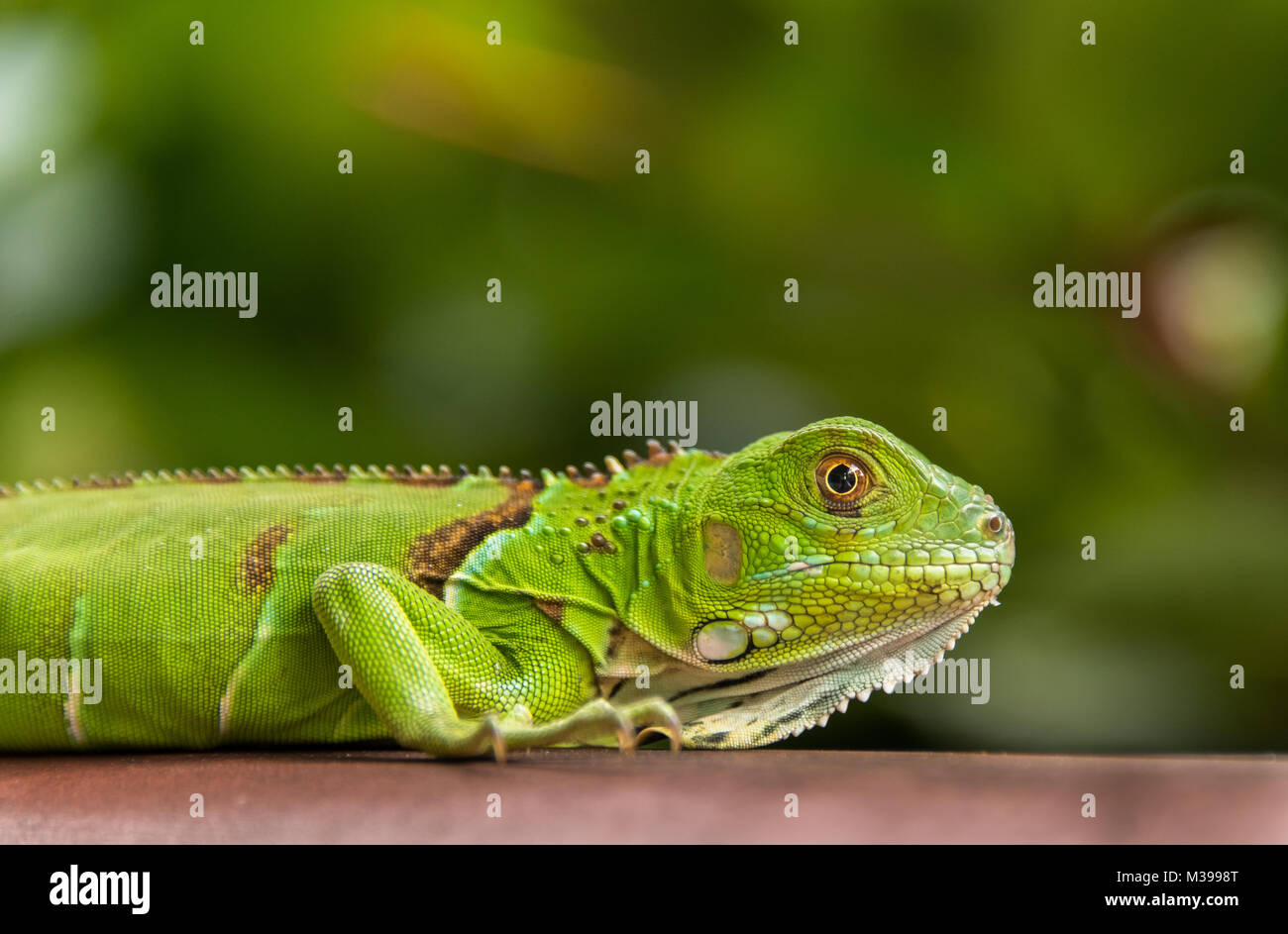 Petit Iguane vert closeup Banque D'Images