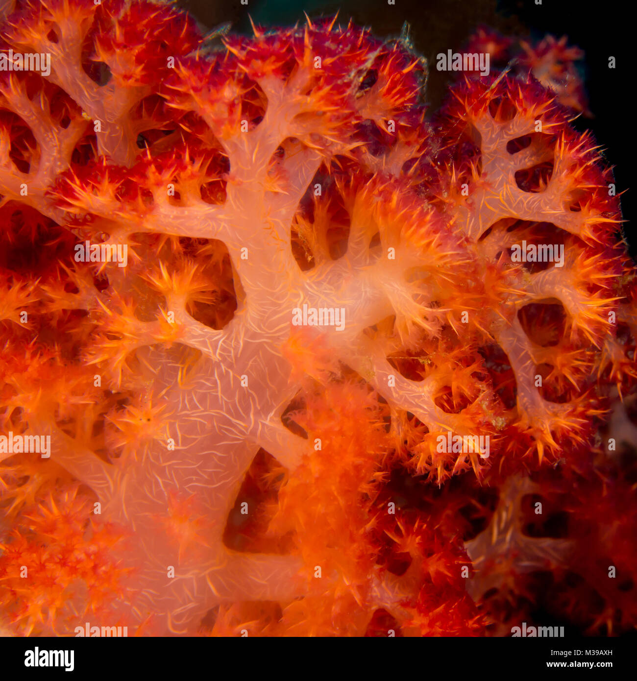 Close up of a soft coral Banque D'Images
