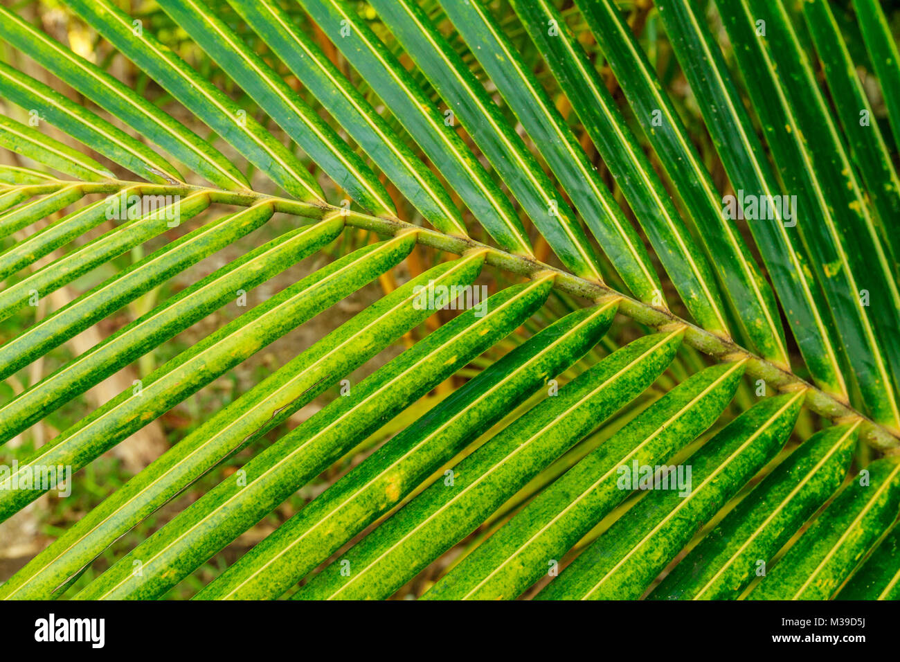 Feuille de palmier, Ratua Private Island, République de Vanuatu Banque D'Images