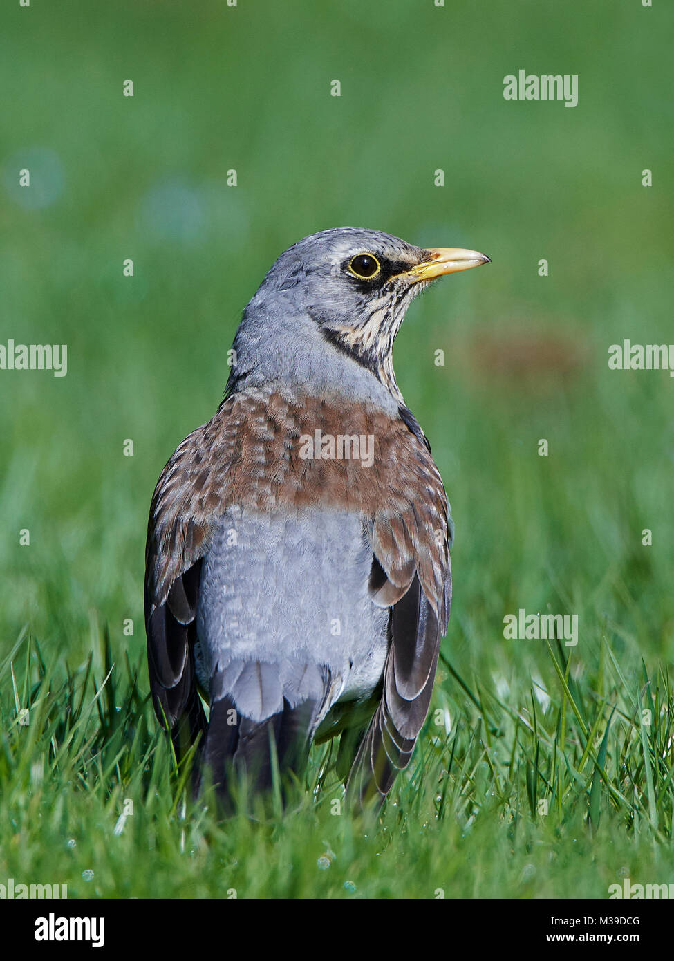 Fieldfare reposant sur le sol dans son habitat naturel Banque D'Images