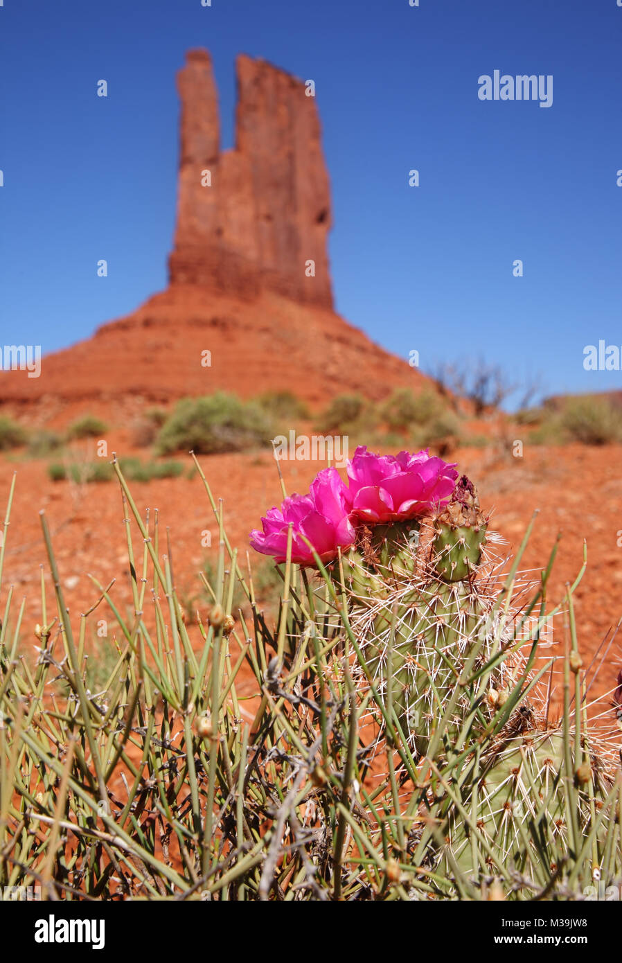 Cactus de poire pirickly avec fleurs en fleur dans Monument Valley Banque D'Images
