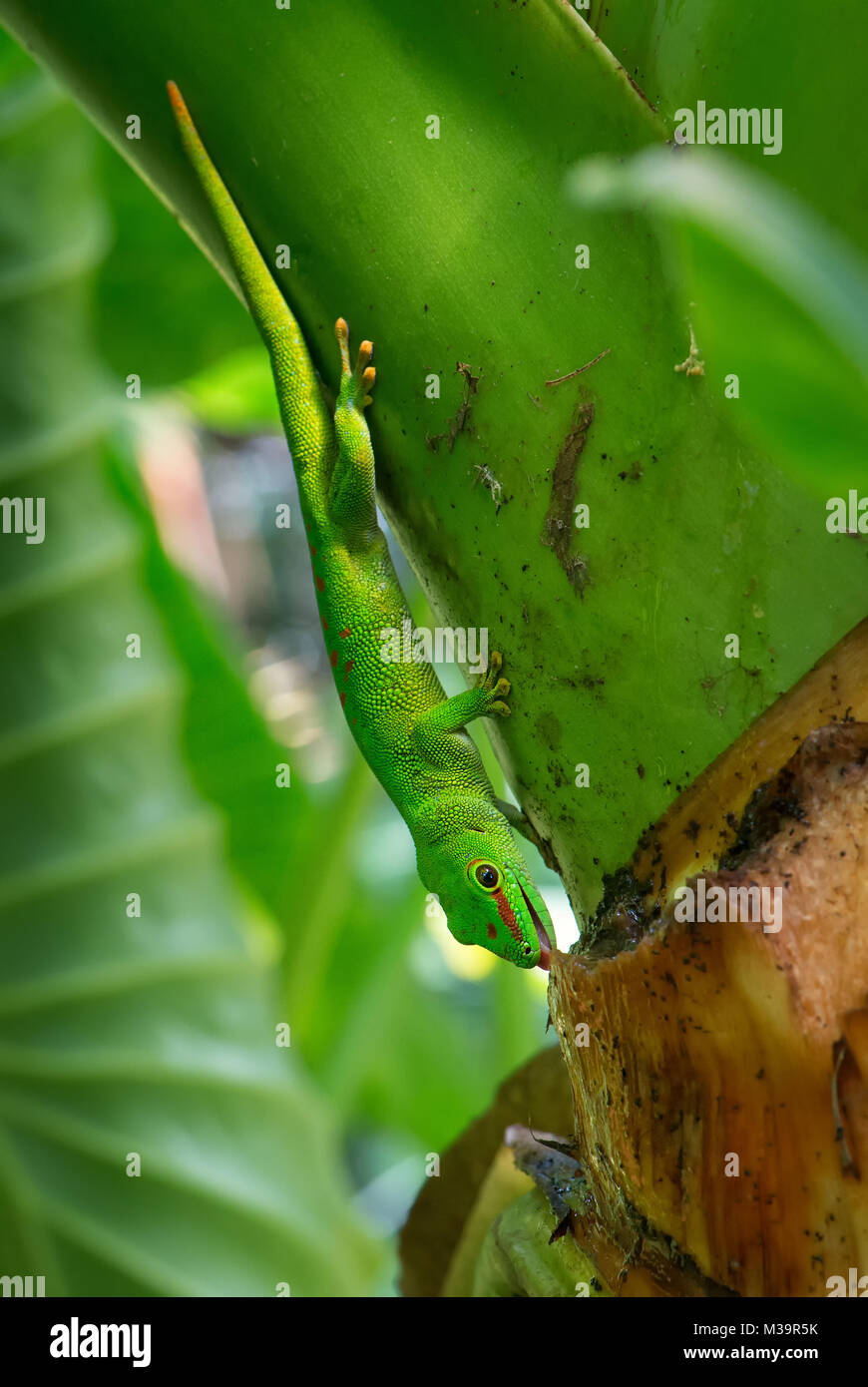 Madagascar - Gecko Phelsuma madagascariensis jour Madagascar, forêt. Lézard endémique Madagascar mignon. Banque D'Images