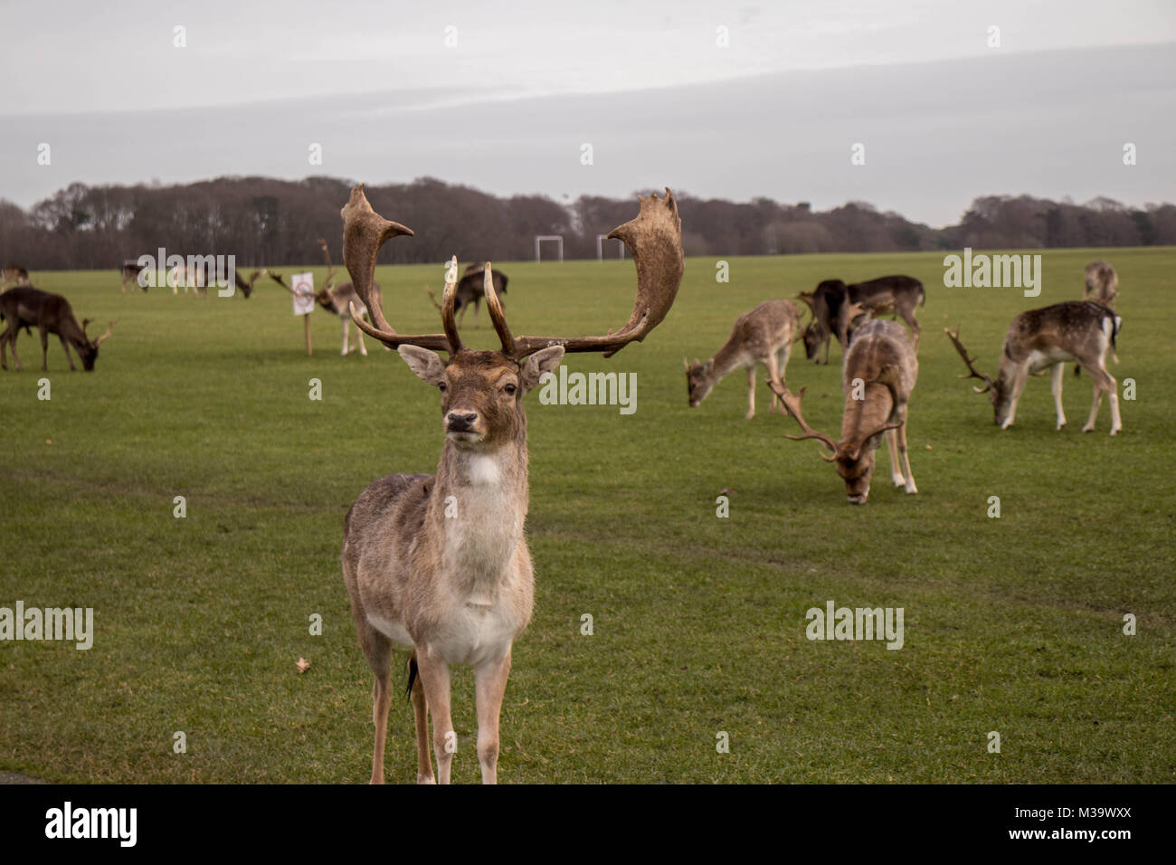 Chevreuil dans Phoenix Park, Dublin. Banque D'Images