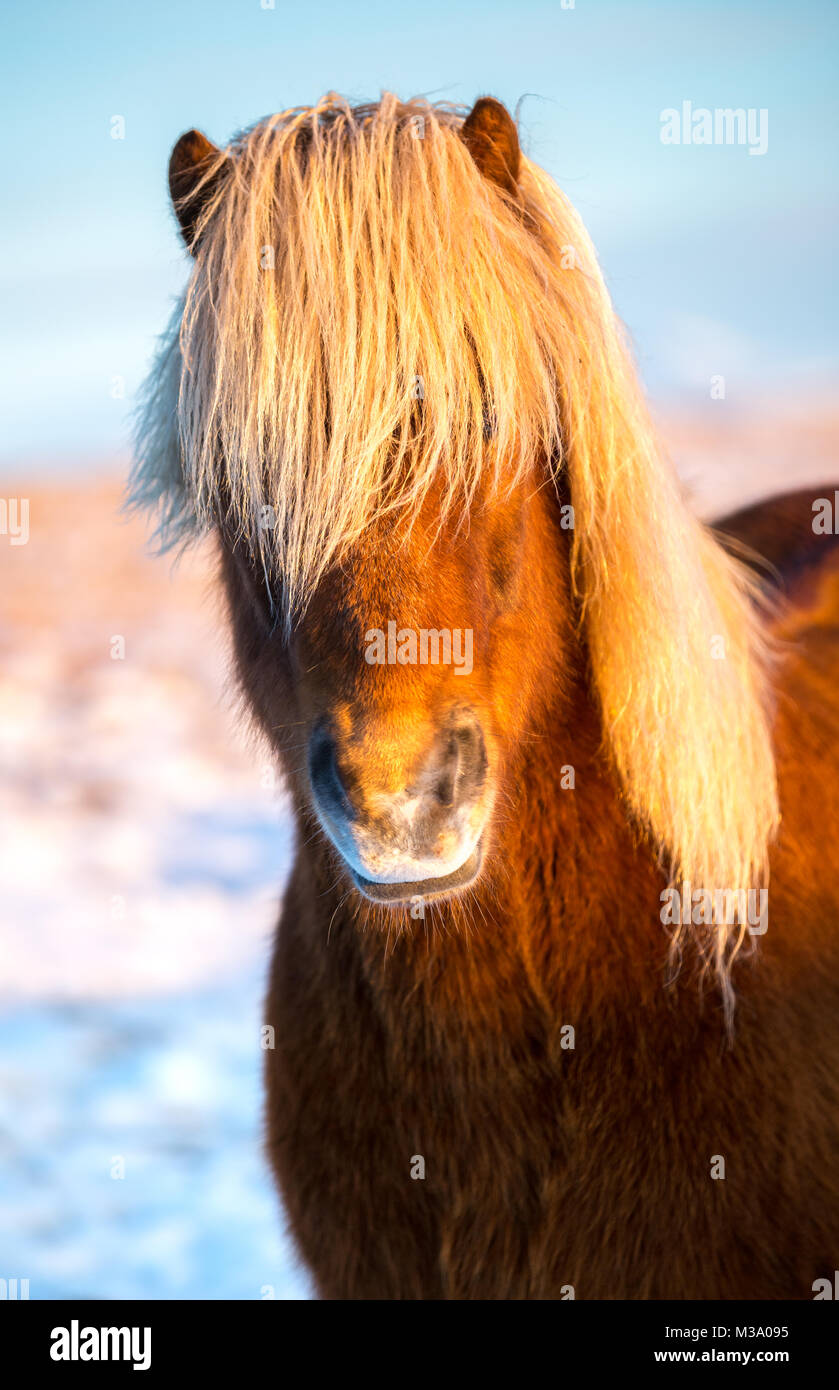 Portrait d'un cheval islandais avec une belle crinière blonde Banque D'Images