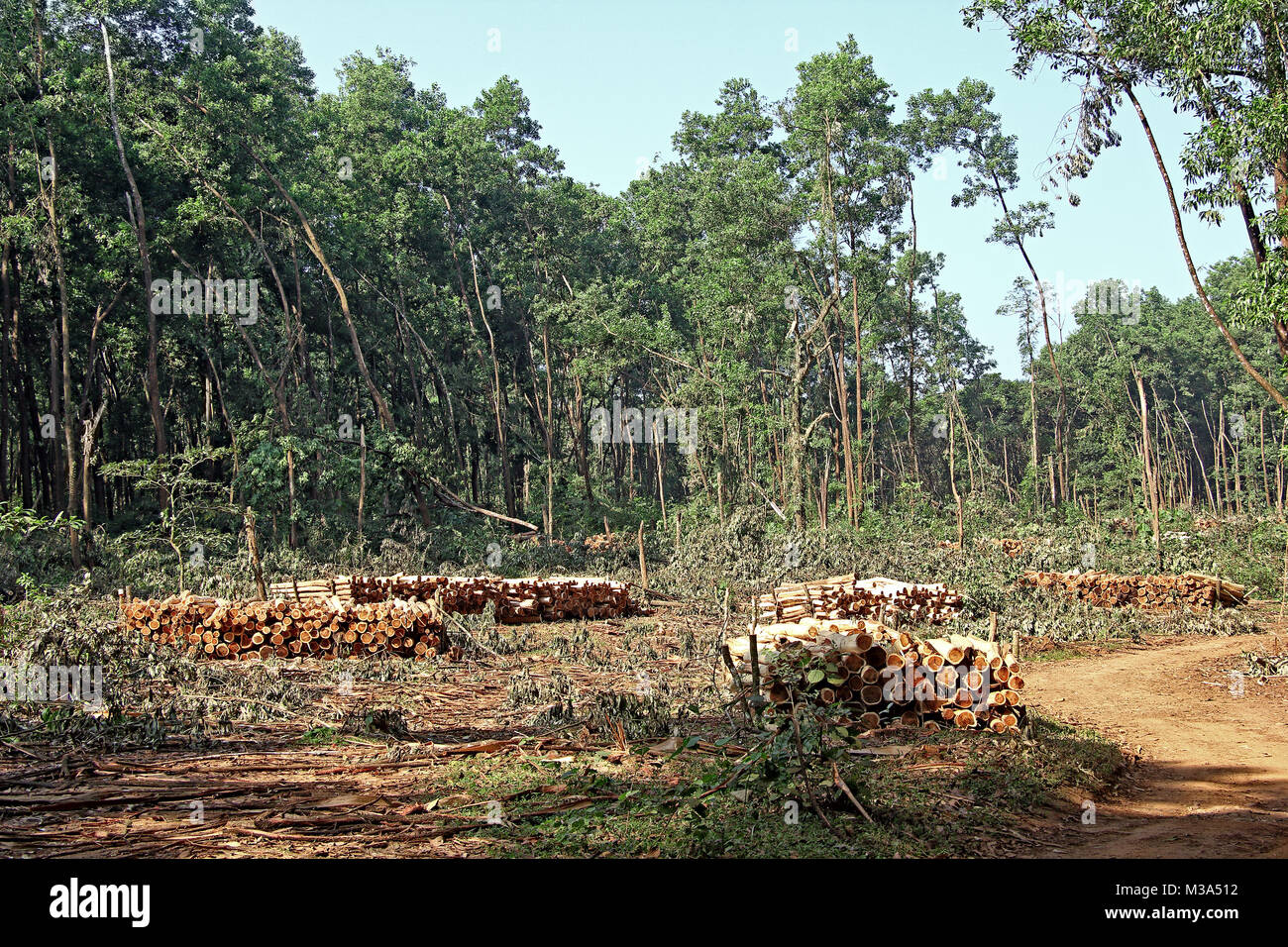 Des piles de journaux d'arbre lors de l'effacement de la forêt par la coupe des arbres dans une forêt dans le Kerala, Inde Banque D'Images