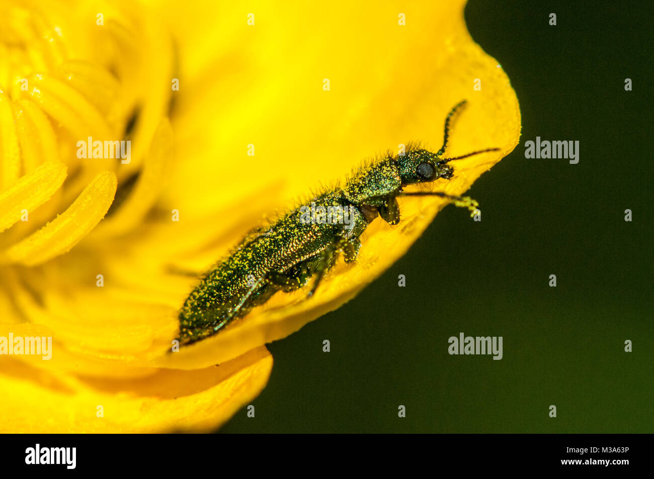 Soft-winged beetle fleur, Psilothrix viridicoerulea Banque D'Images