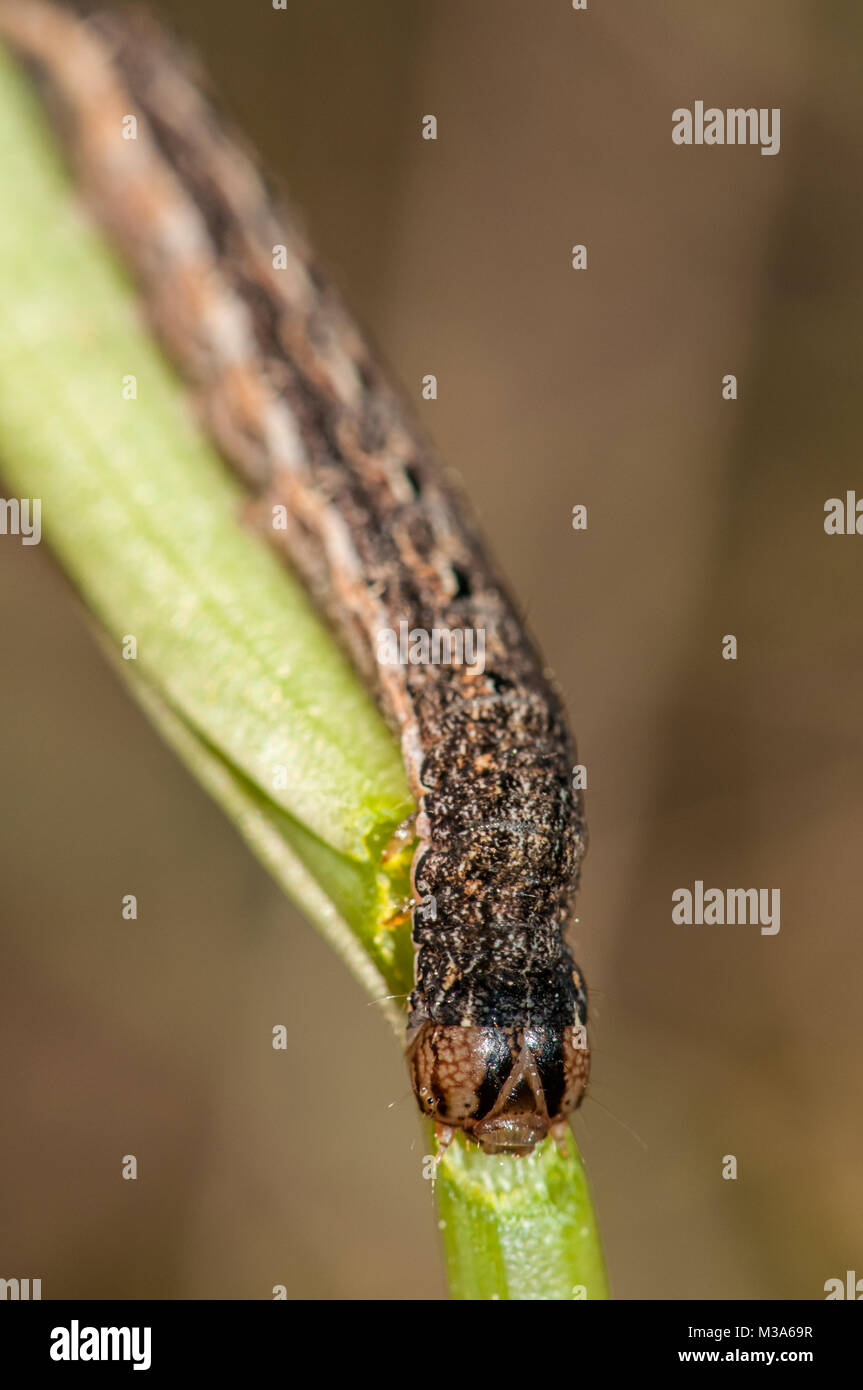 De grandes ailes jaunes, Noctua pronuba, sur une tige Banque D'Images