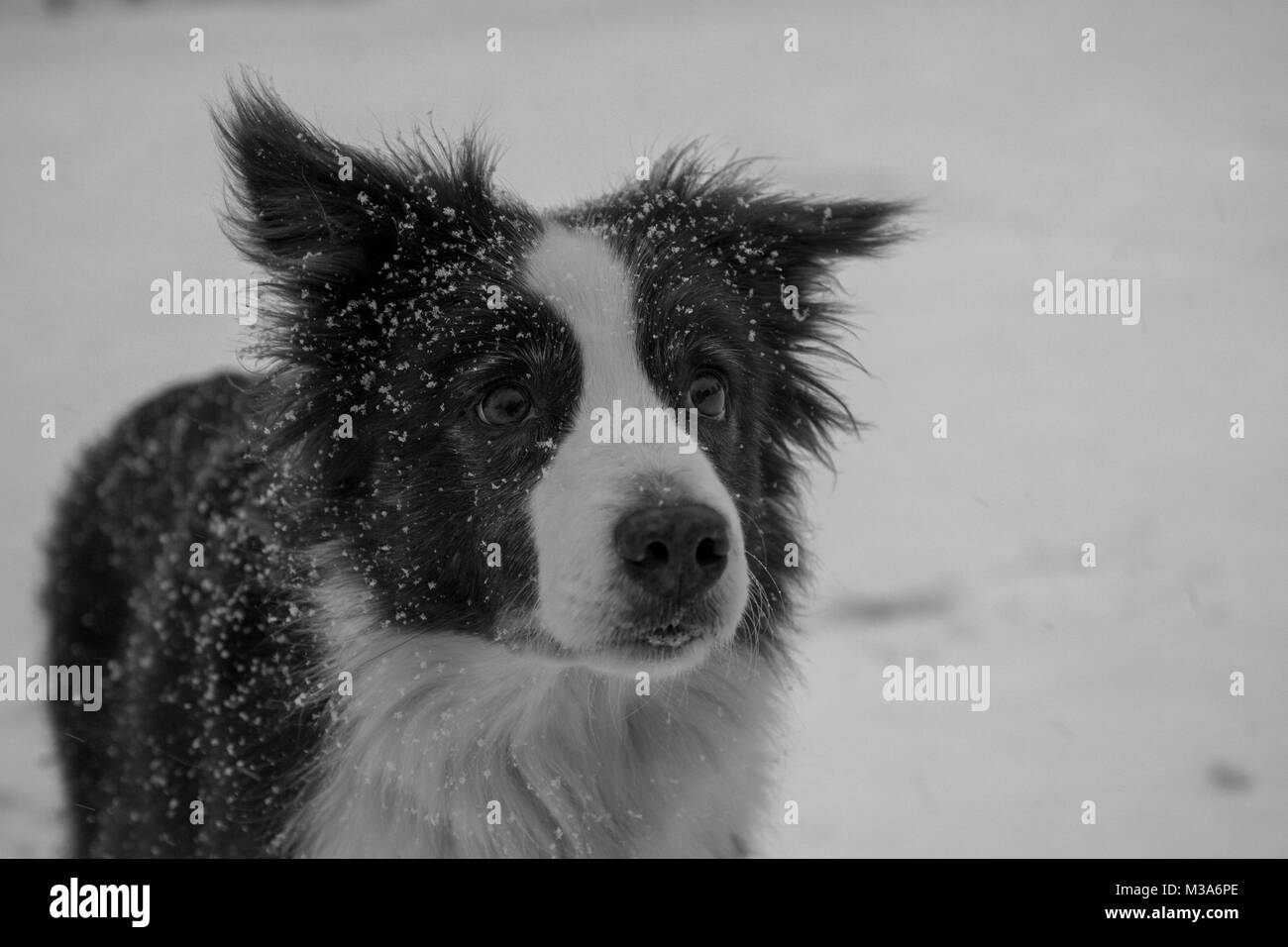 La brume, le Border Collie dans la neige Banque D'Images