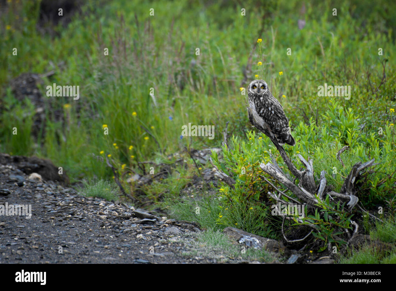 Hibou moyen court sur la route de ruisseau Quartz. Banque D'Images