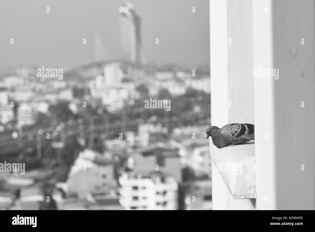Un pigeon sur un rebord à Bangkok, Thaïlande Banque D'Images