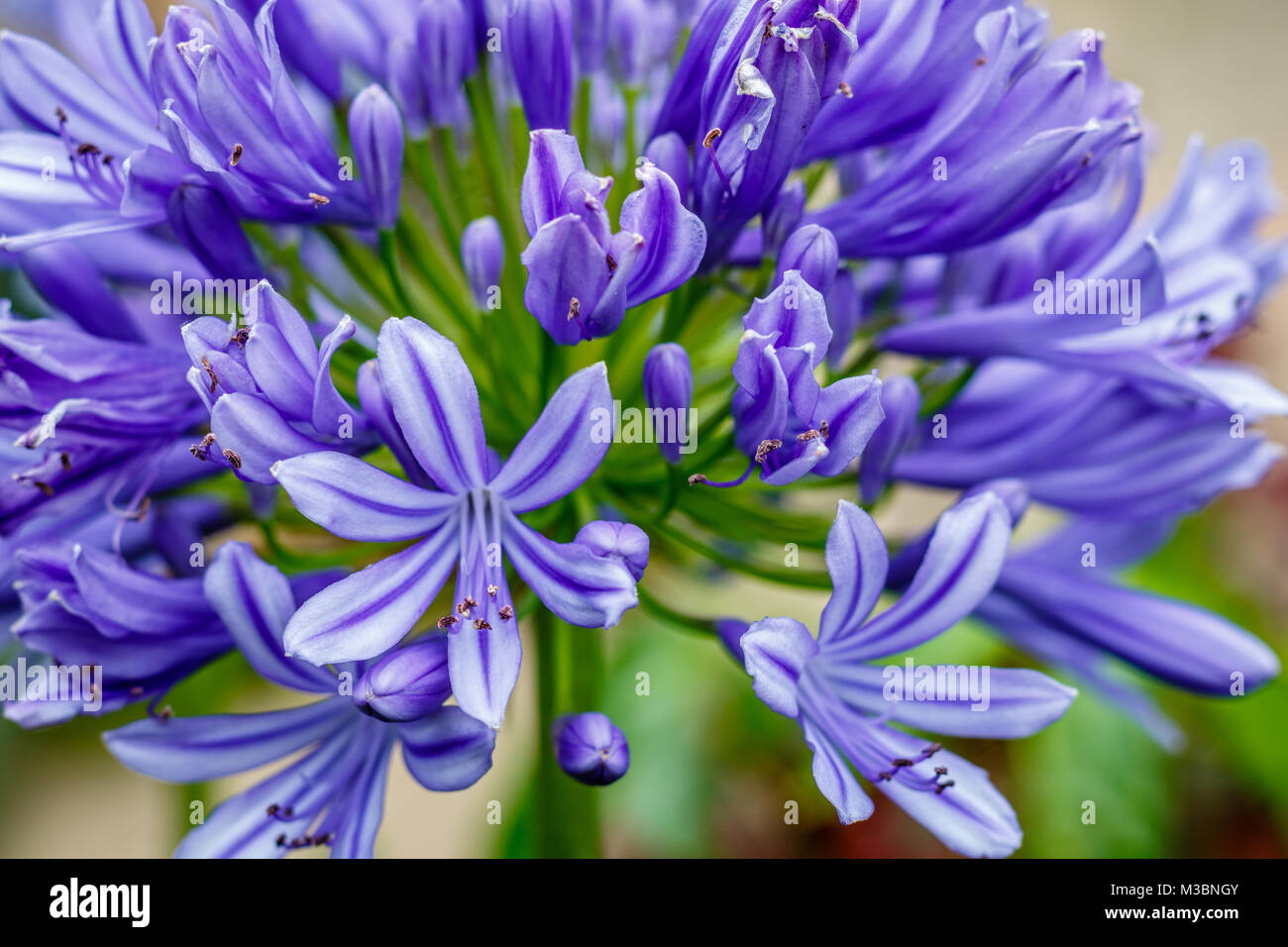 Agapanthus, ou Lily of the Nile. Le Queensland, Australie. Close up. Banque D'Images