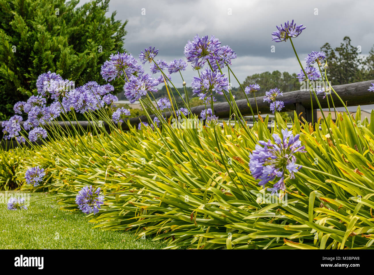 Blooming Agapanthus, ou Lily of the Nile. Le Queensland, Australie. Banque D'Images