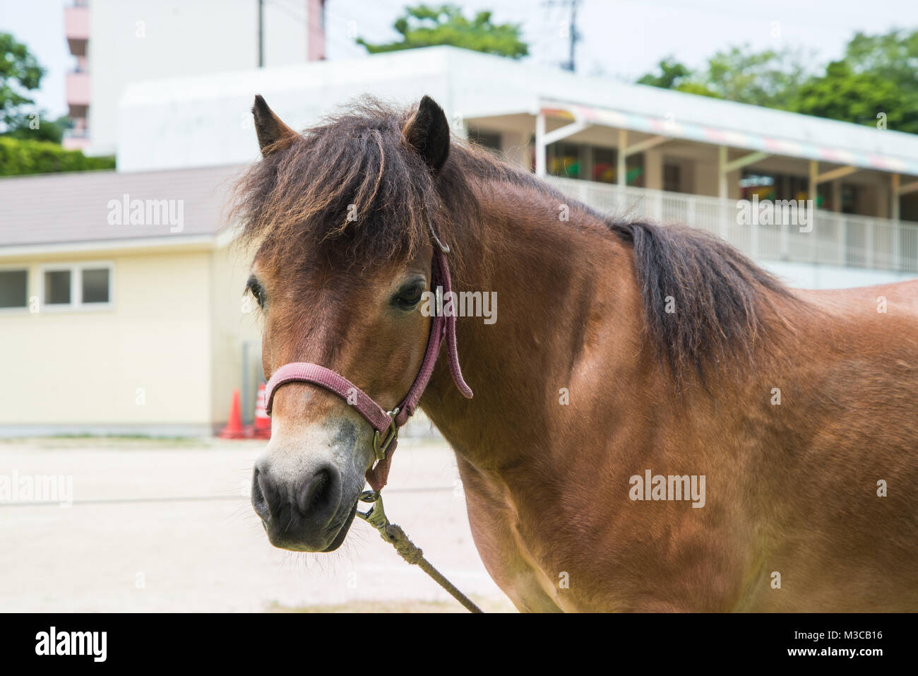 Pony horse close-up Banque D'Images