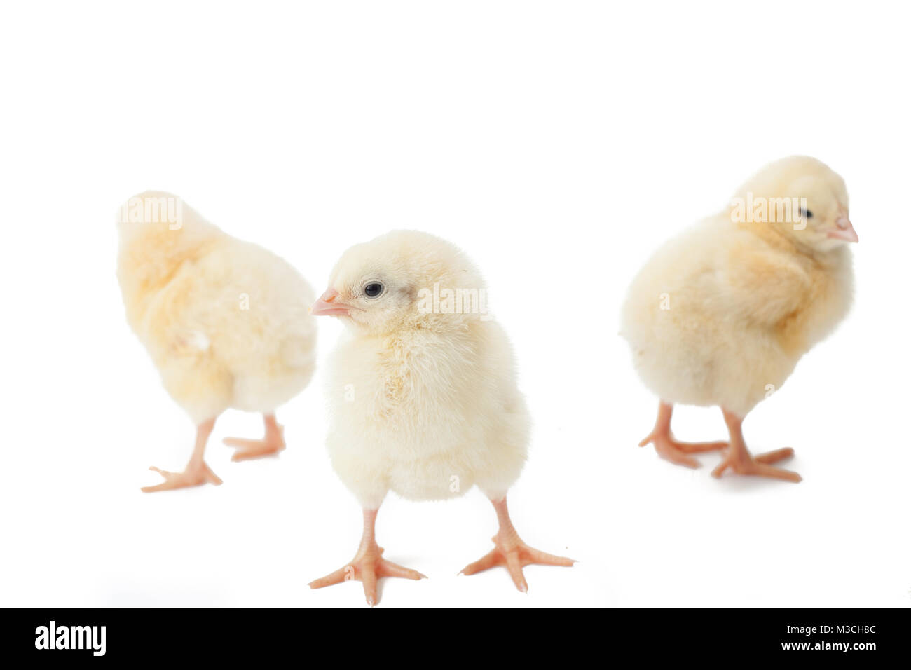 Les petits poulets de Pâques jaune moelleux sur fond blanc Banque D'Images