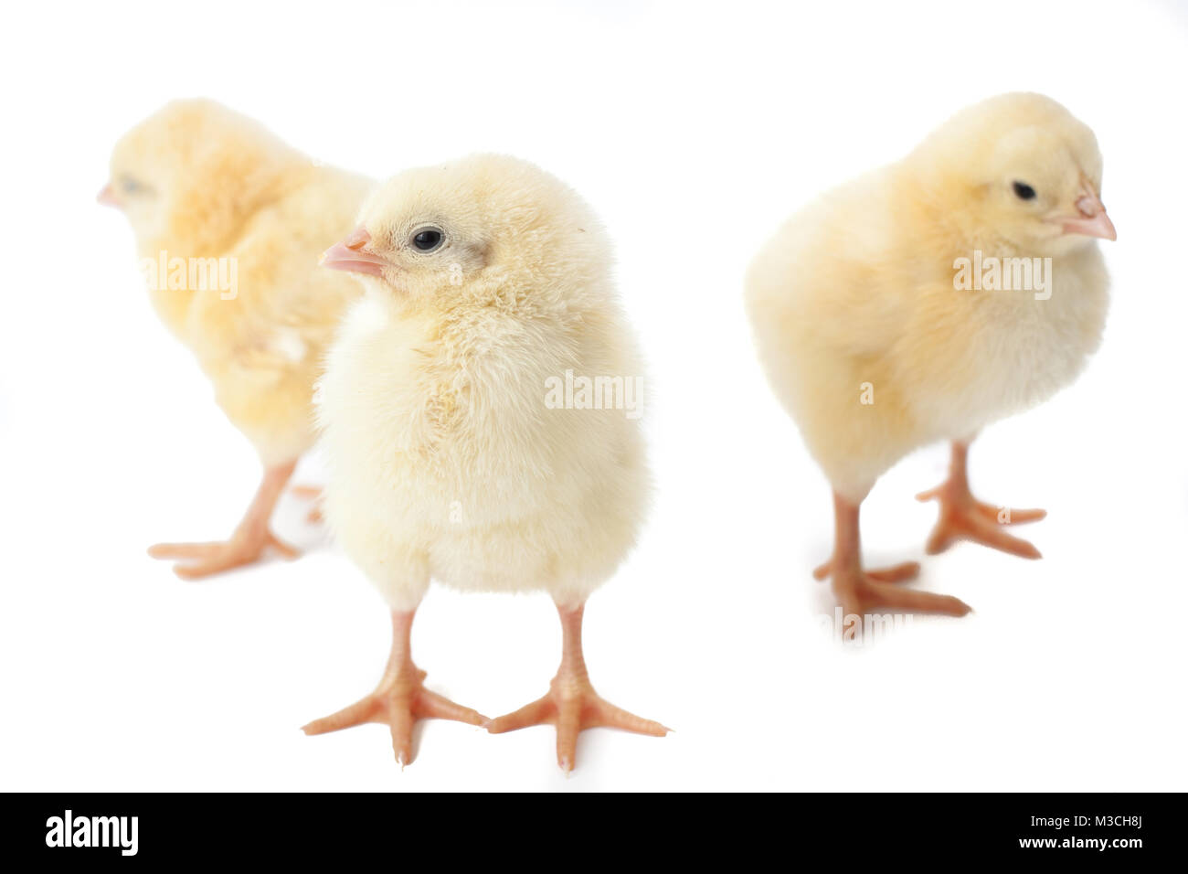 Les petits poulets de Pâques jaune moelleux sur fond blanc Banque D'Images