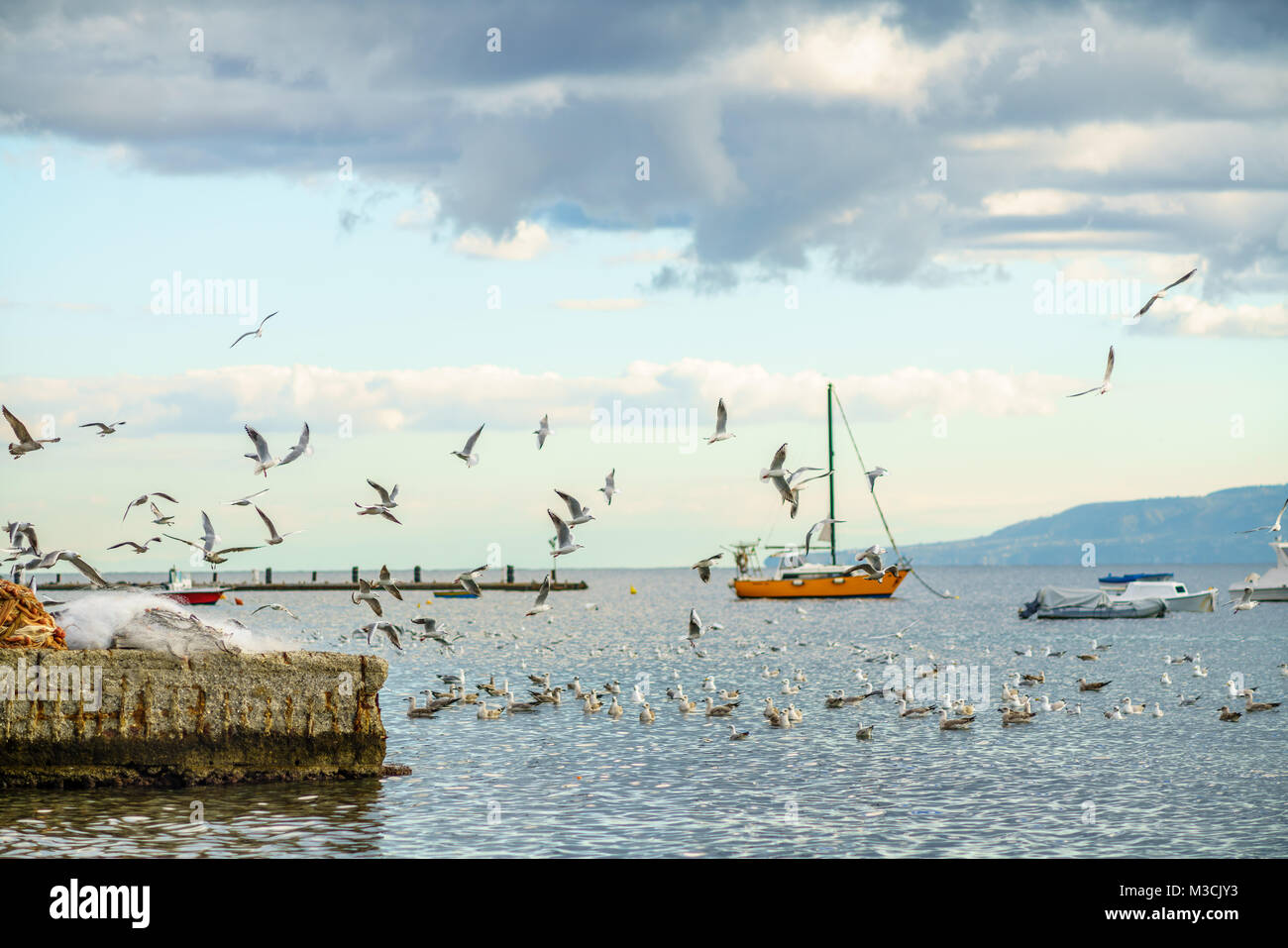 Les bateaux de pêche avec flock of seagulls voler autour, dans le port de Milazzo Banque D'Images