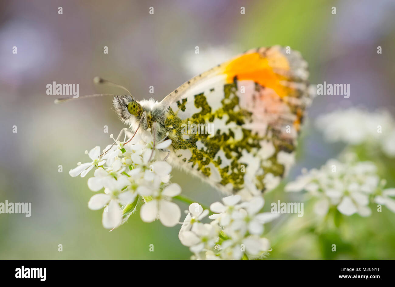 Astuce Orange papillon sur cow parsley Anthocharis cardamines - fleurs Banque D'Images