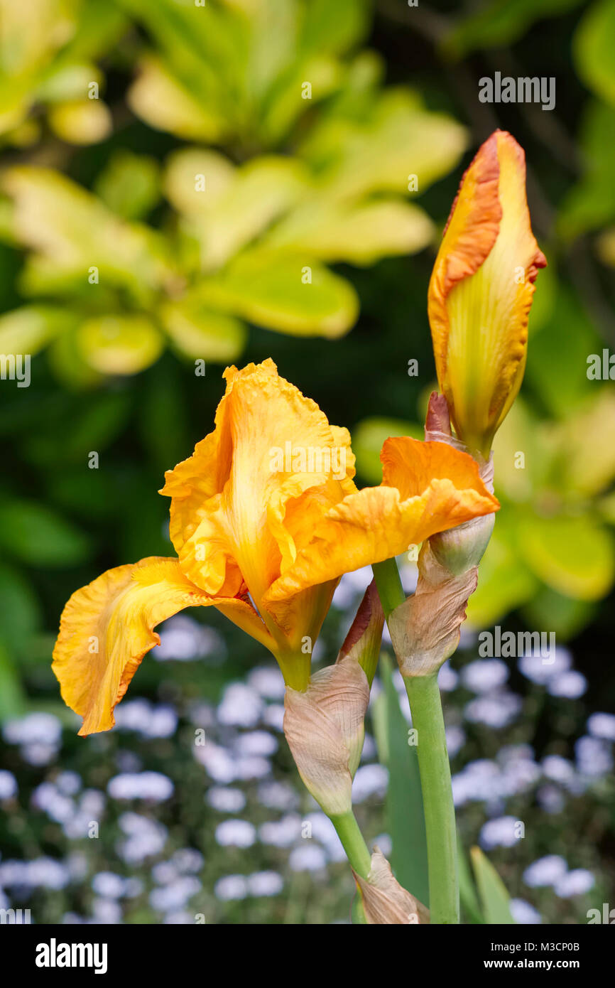 Iris 'Lord Warden' Banque D'Images