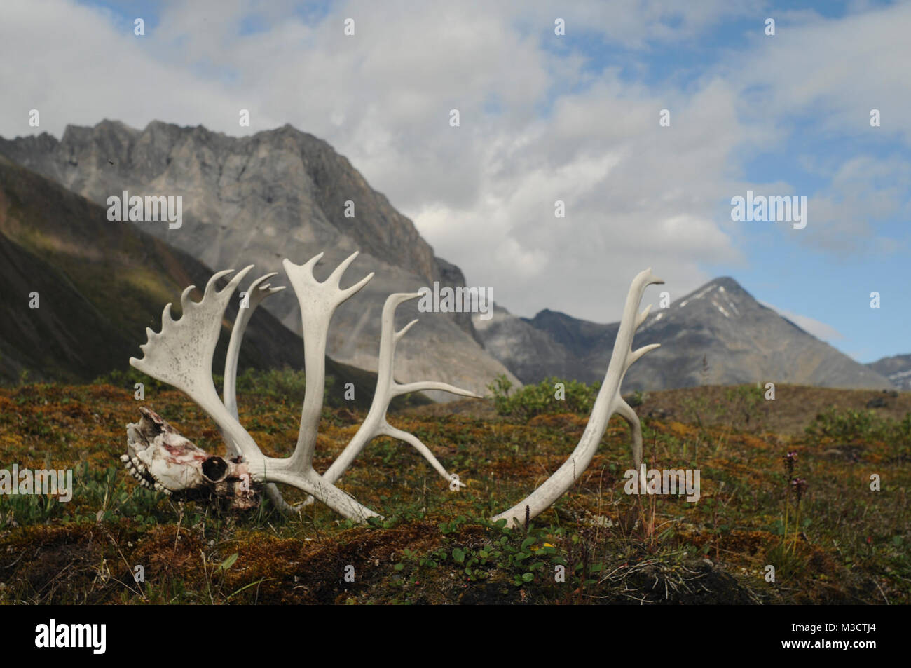 Portes du Parc National de l'Arctique et à préserver. Bois de caribou et du crâne dans la vallée Oolah. Banque D'Images