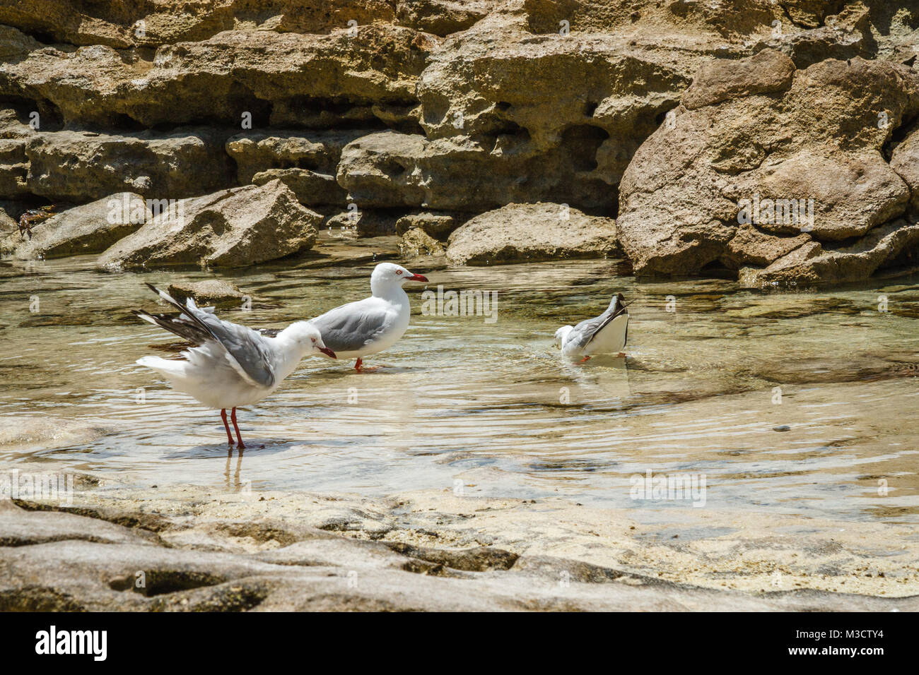 Mouettes sur l'île Heron. Océan Pacifique, Queensland, Australie Banque D'Images