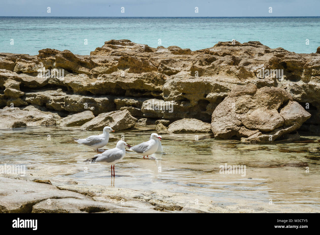 Mouettes sur l'île Heron. Océan Pacifique, Queensland, Australie Banque D'Images