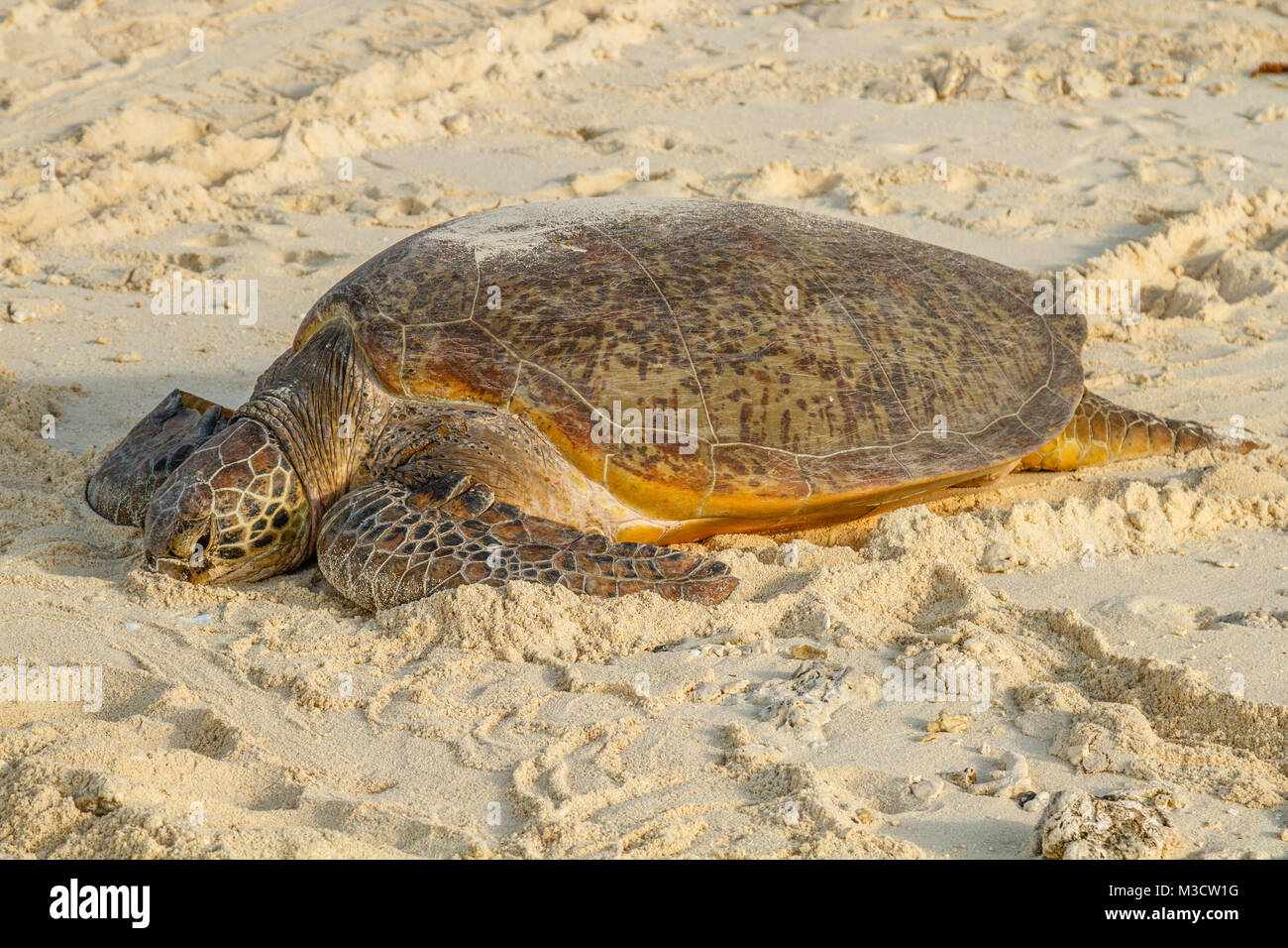 Tortue de mer verte sur une plage, Heron Island, Queensland, Australie Banque D'Images