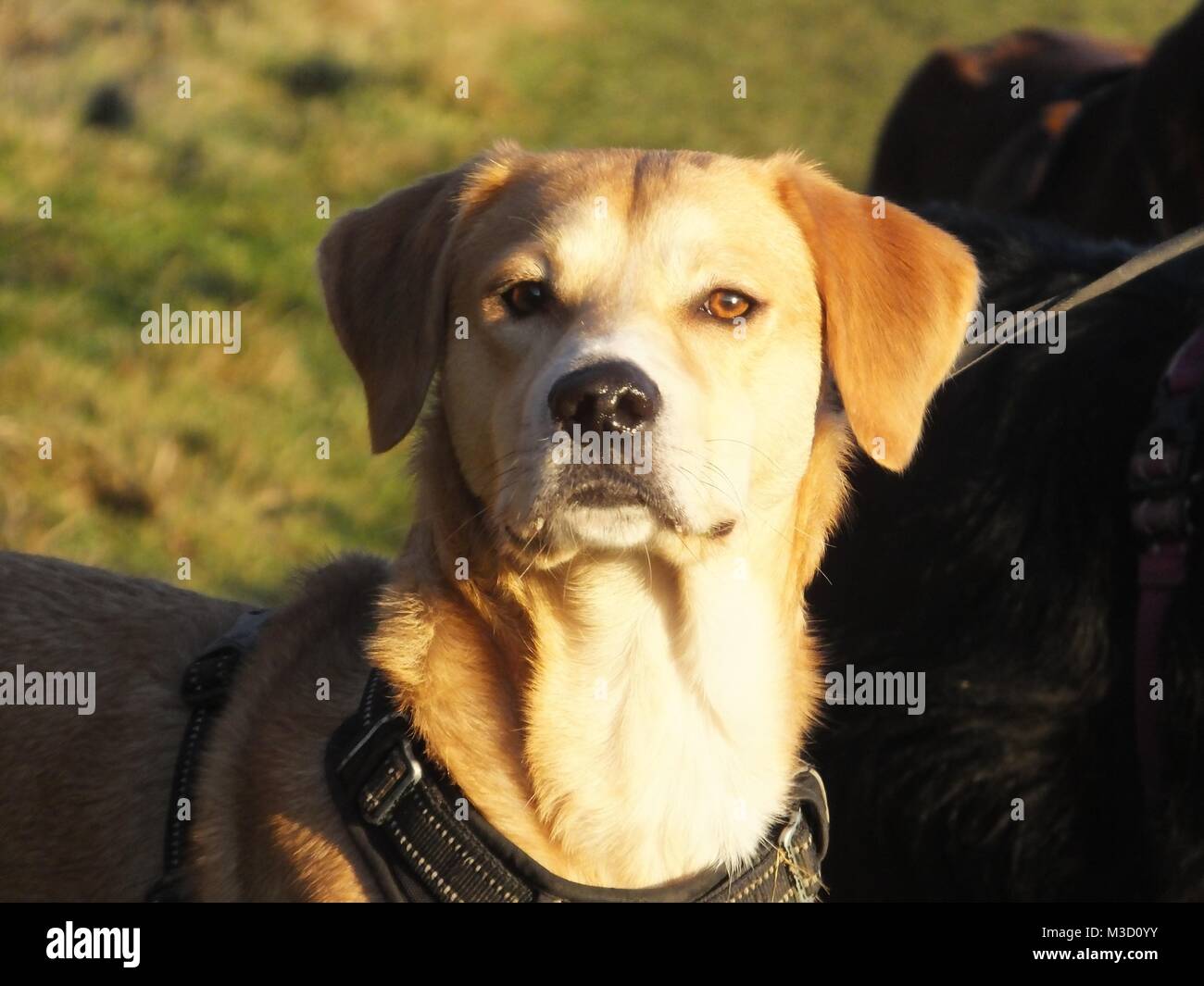 Beagle labrador Banque de photographies et d'images à haute résolution -  Alamy