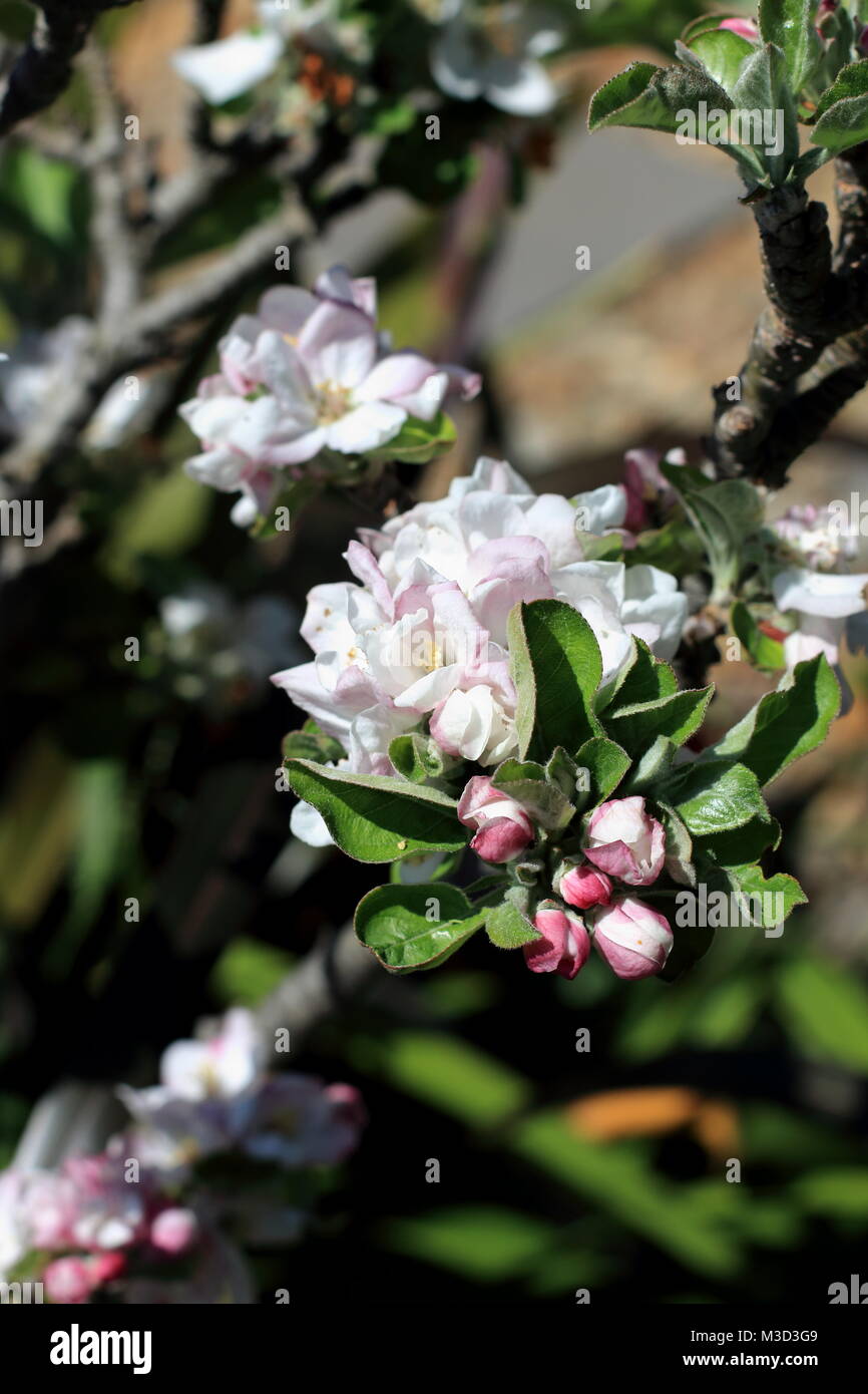 Les boutons de fleurs Apple en pleine floraison au printemps Banque D'Images