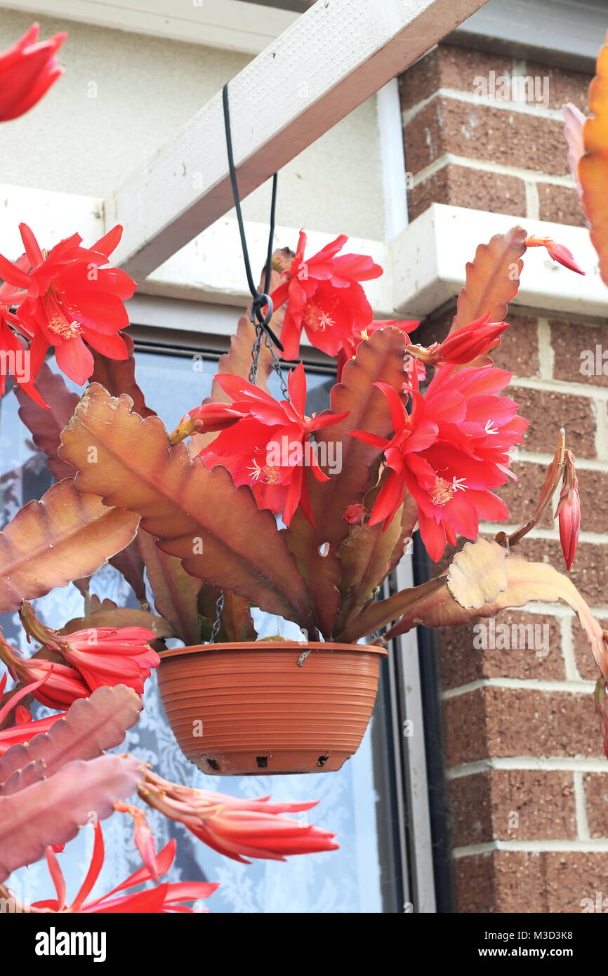 Fleur de Cactus Orchidée rouge ou Epiphyllum ackermannii en suspension Banque D'Images