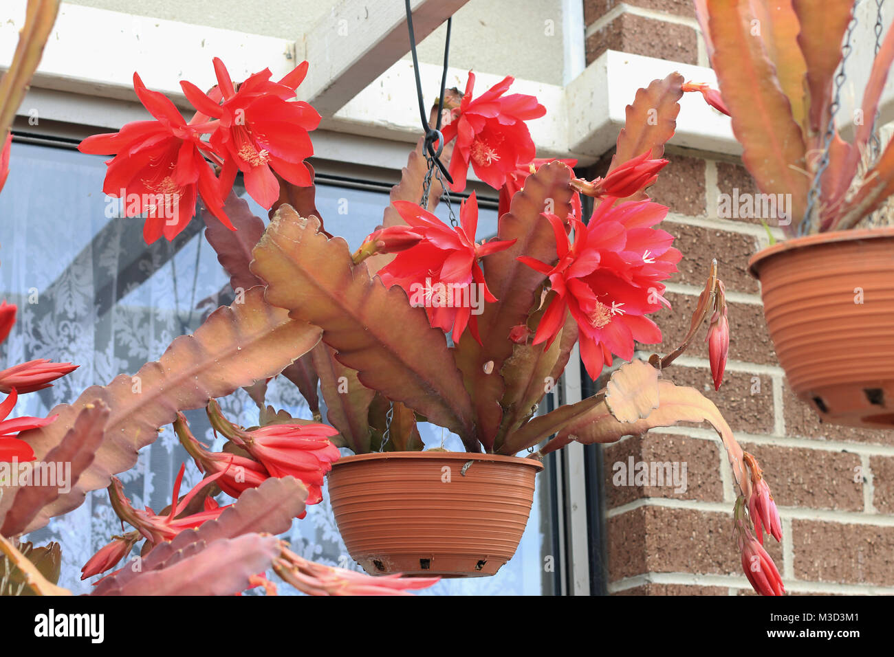 Fleur de Cactus Orchidée rouge ou Epiphyllum ackermannii en suspension Banque D'Images