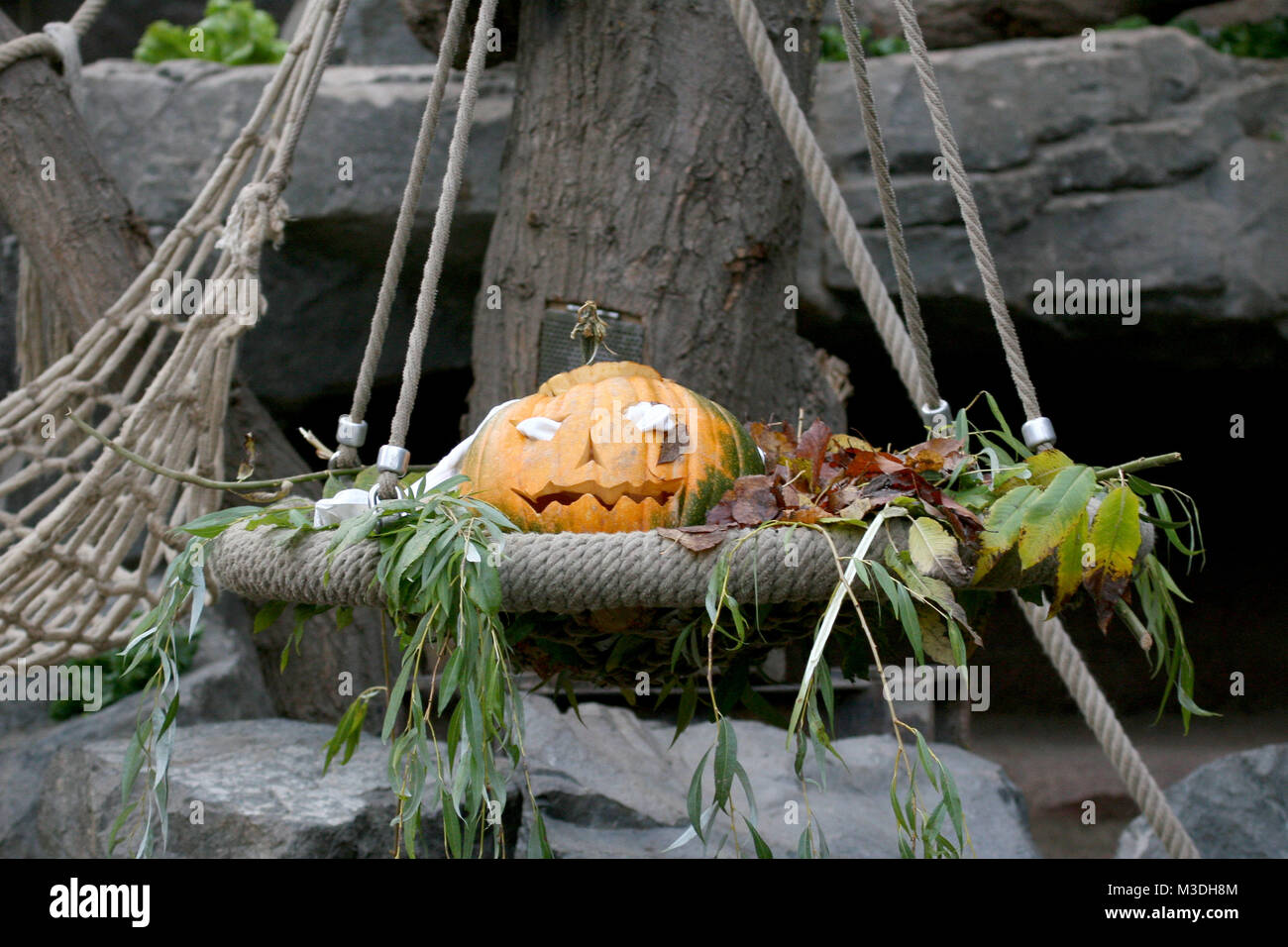 Halloween-Fruehstueck im Orang-Utan-Haus, Hambourg, Hagenbeck 07.12.2010 Banque D'Images