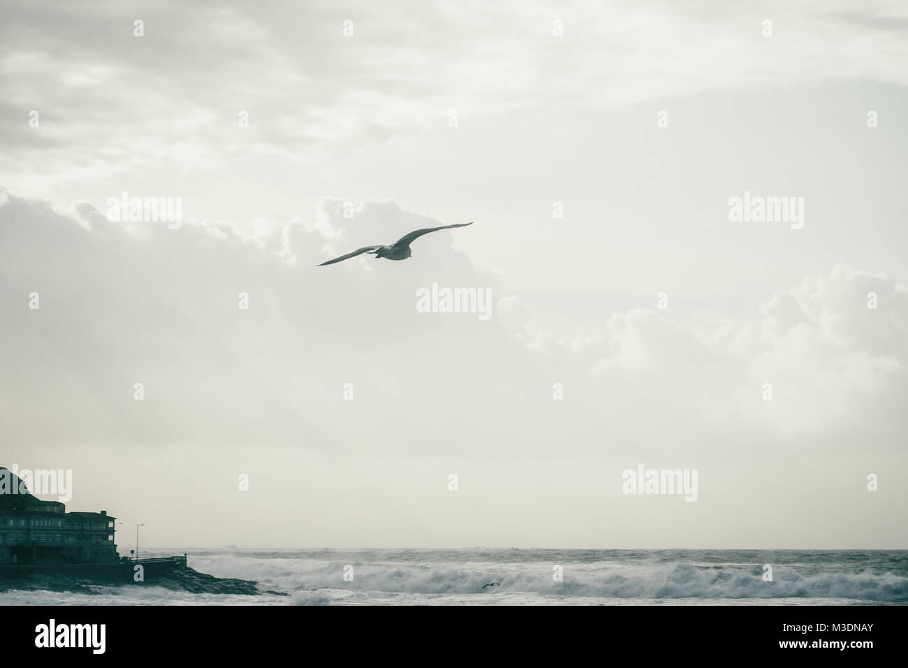 Flying seagull libre par la mer à Baiona, Galice Espagne Banque D'Images