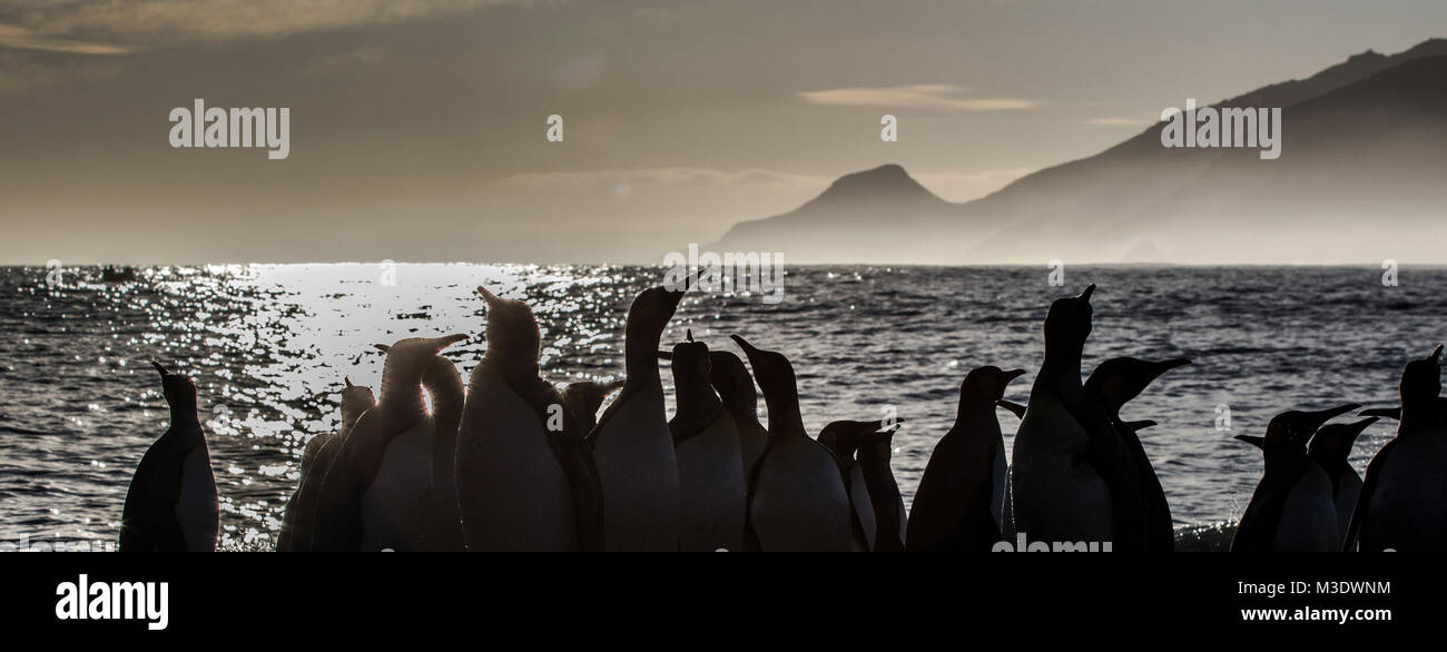 Une photographie d'un groupe de manchots royaux sur la plage de la Baie des Baleines, la Géorgie du Sud Banque D'Images
