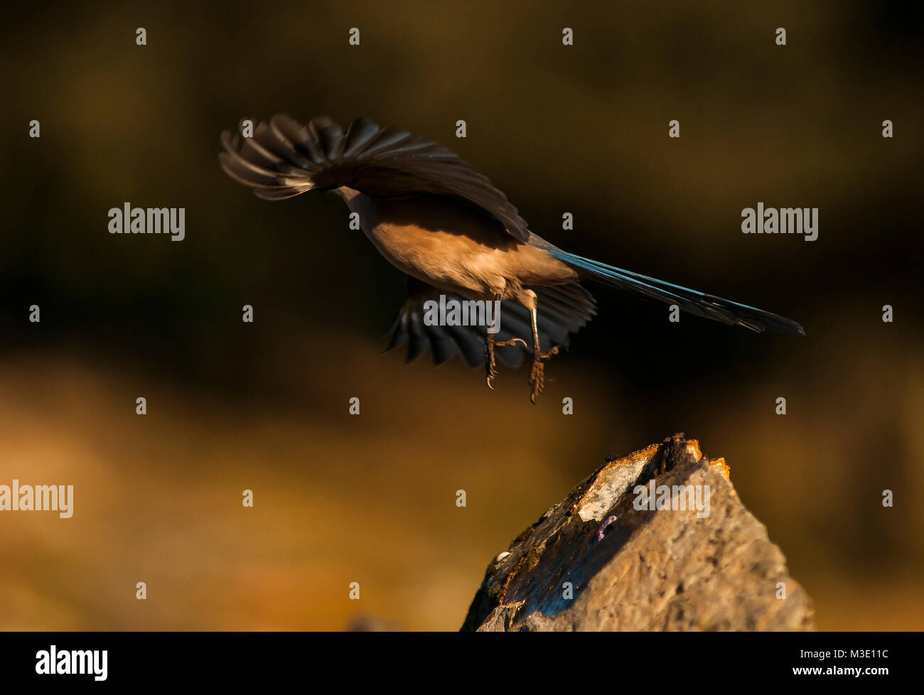 Azured (Cyanopica cyanus) Magpie sur un froggy matin dans un paysage espagnol. Banque D'Images