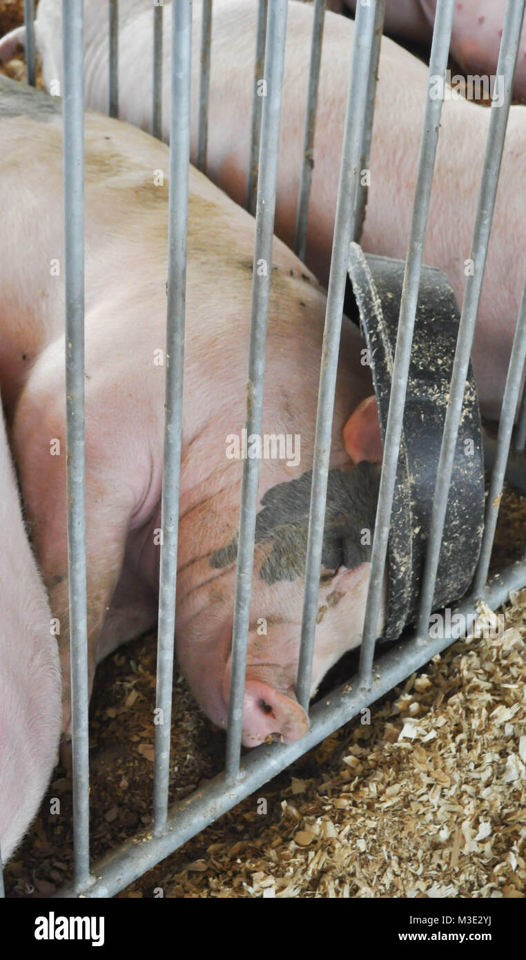 Les porcs de dormir dans une cage Banque D'Images