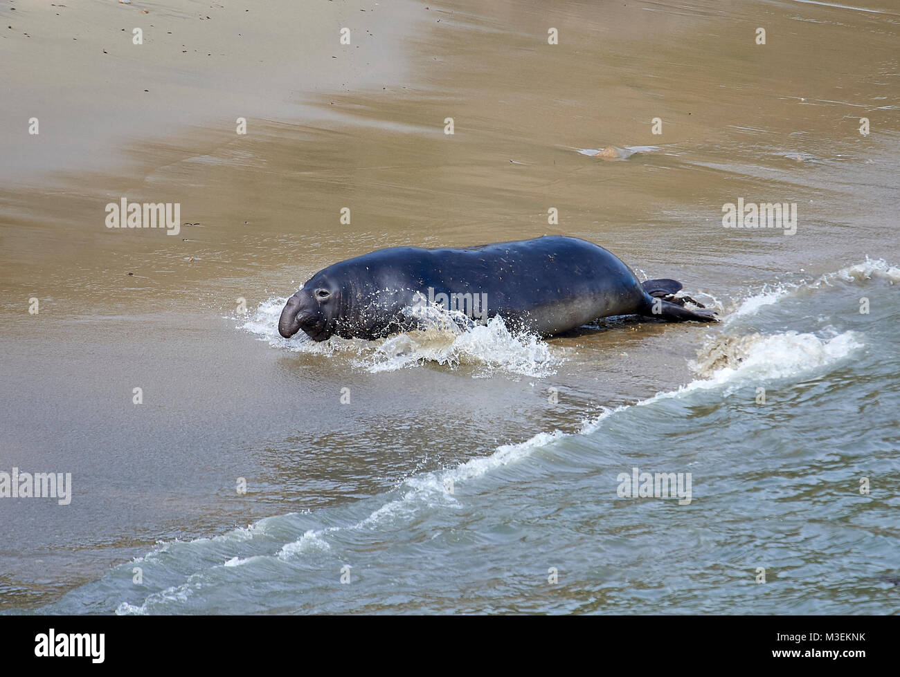 Éléphant de mer du Nord (Mirounga angustirostris), Point Reyes National Seashore , Californie, USA Banque D'Images