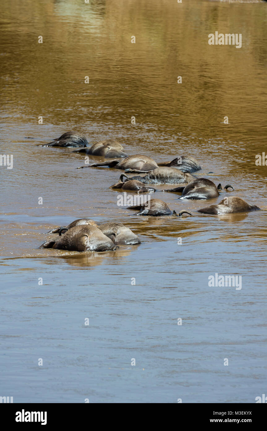 Gnous morts flottent dans la rivière Mara après la noyade dans l'une des nombreuses traversées de rivière qui se produisent chaque année au cours de la migration des gnous annuelle Banque D'Images