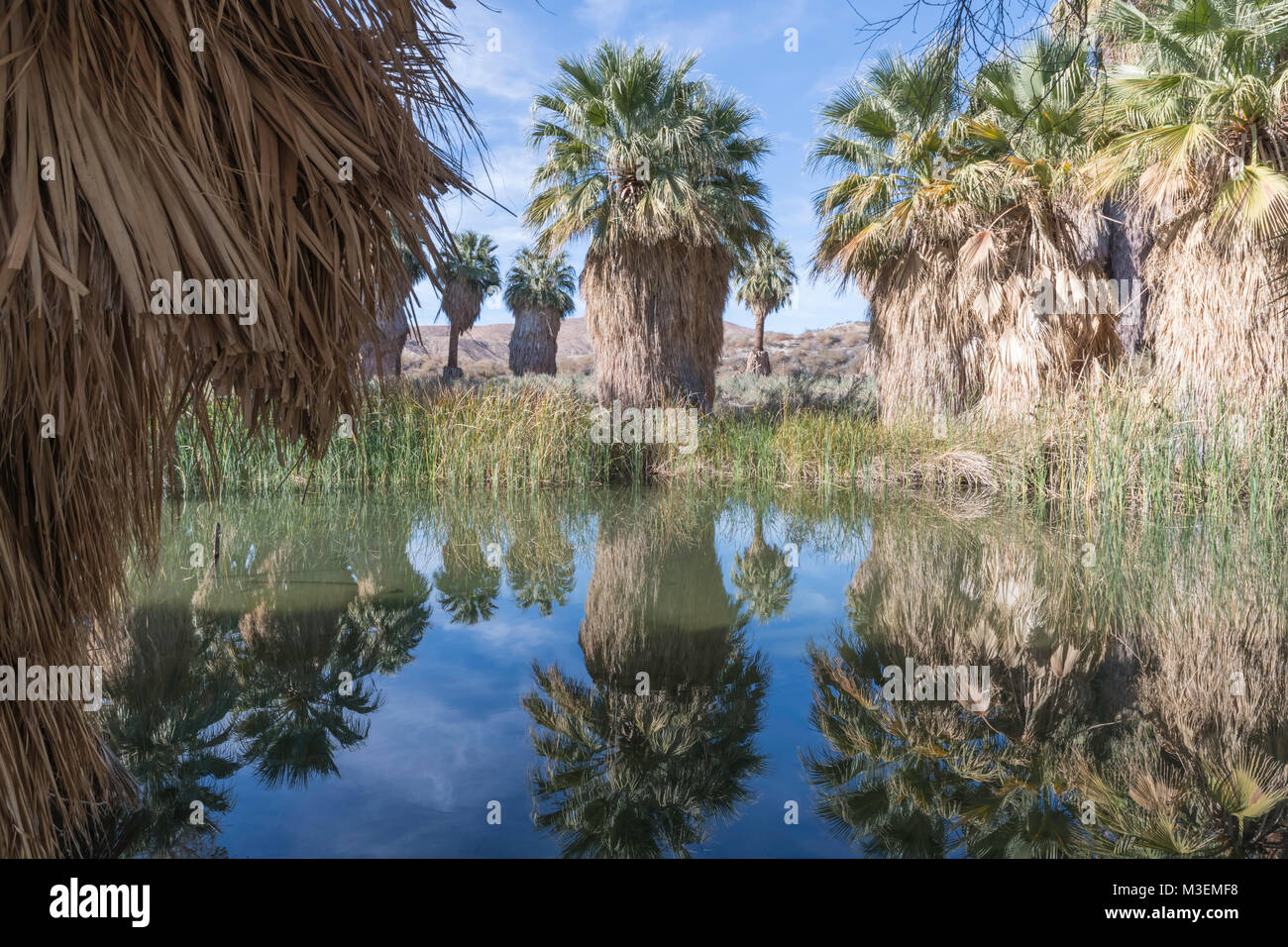 Thousand Palms, California - 11 décembre 2017 : l'Étang McCallum Grove est une oasis du désert sur un sentier dans la vallée de Coachella Préserver et est alimenté par w Banque D'Images