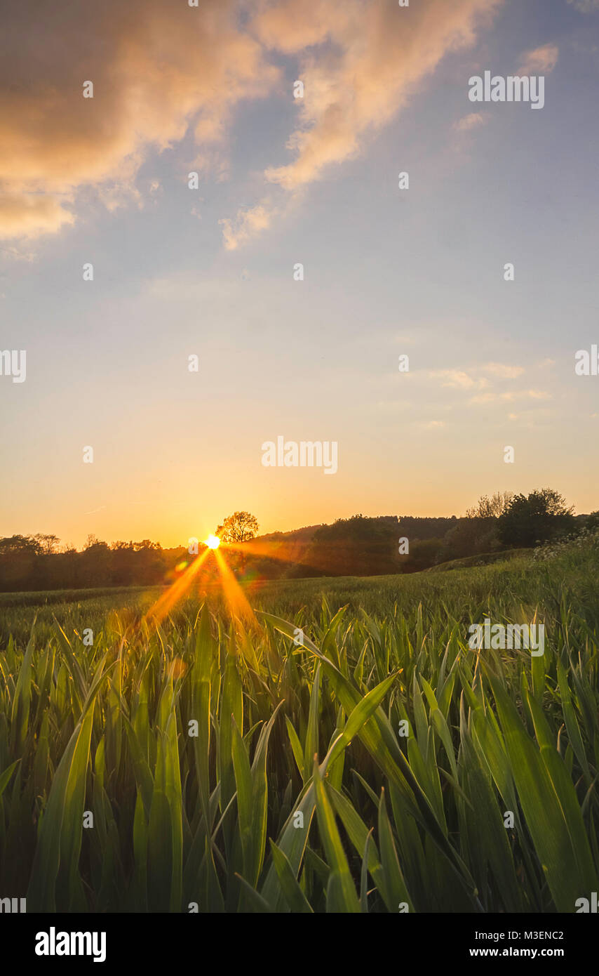 Beau Soleil d'embrasser le dessus les herbes hautes Banque D'Images