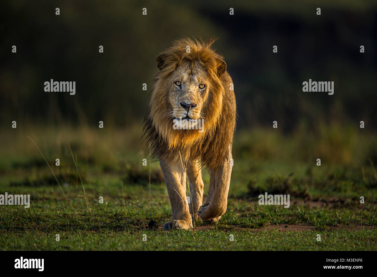 Un homme lion (Panthera leo) progrès attentivement l'ensemble de l'herbe verte court dans le Maasai Mara, Kenya. Banque D'Images