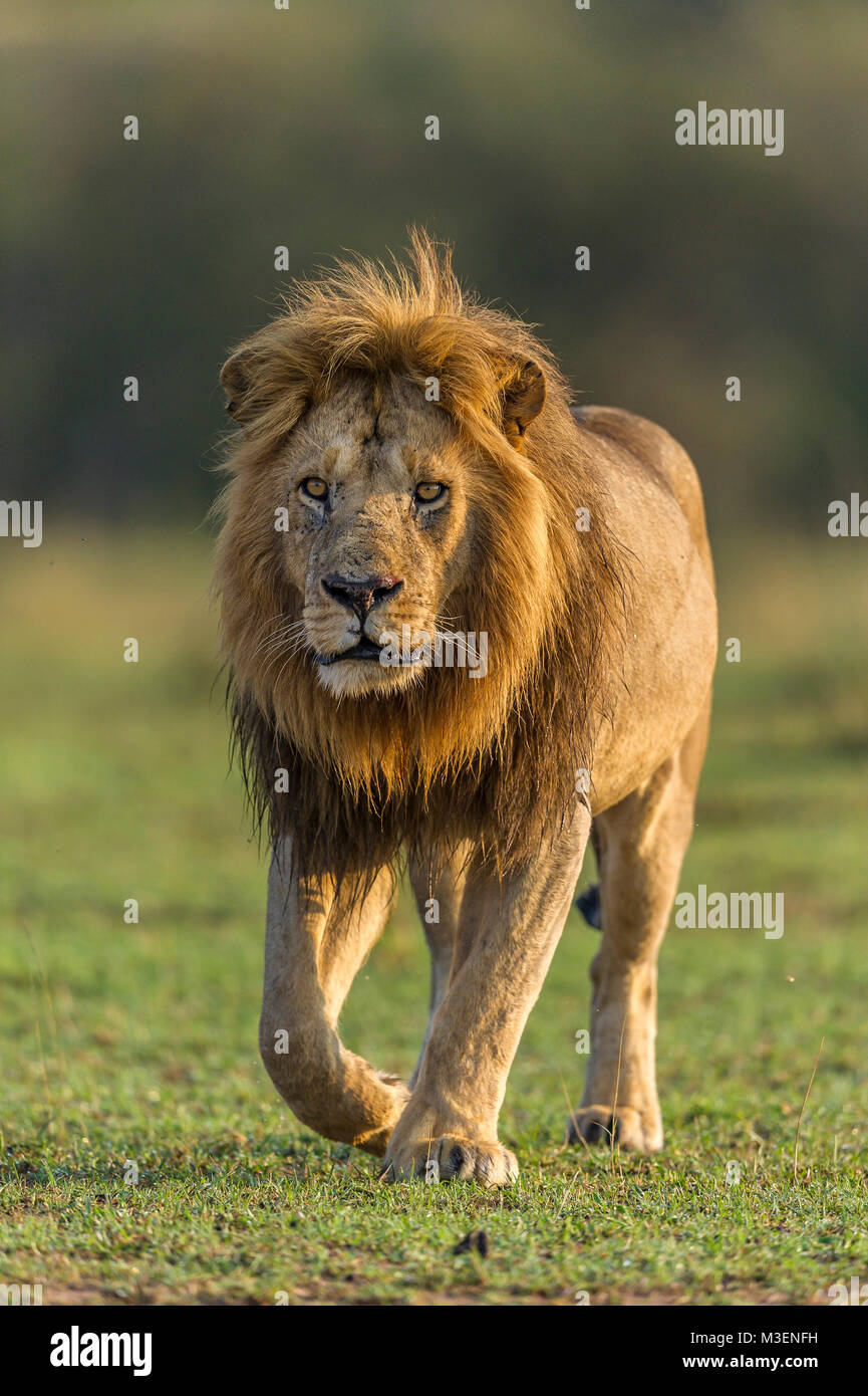 Un homme lion (Panthera leo) progrès attentivement l'ensemble de l'herbe verte court dans le Maasai Mara, Kenya. Banque D'Images