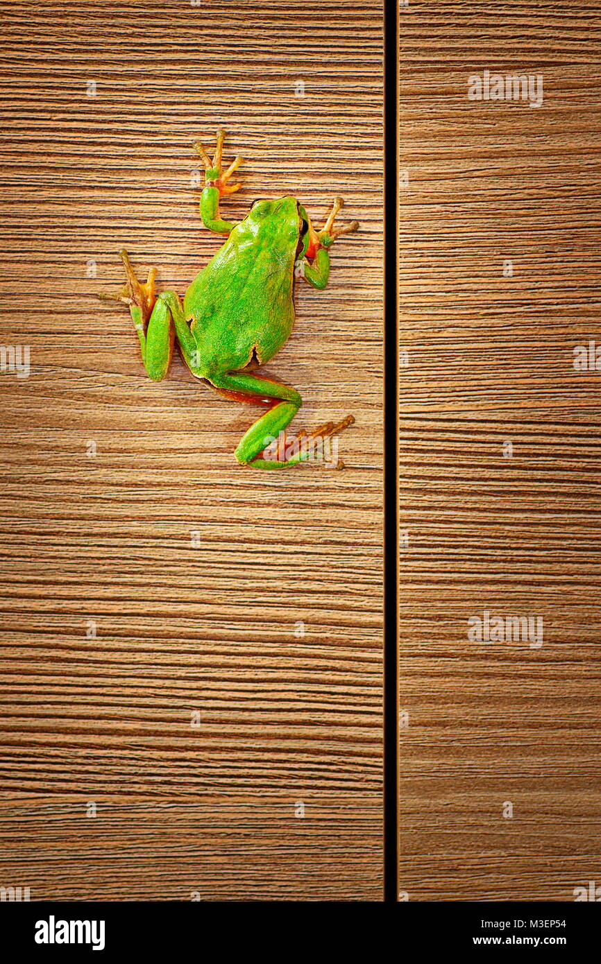 Jolie rainette de grimper sur des meubles en bois dans la maison ( Hyla arborea ) ; parfois, ces minuscules grenouilles entrer dans le domicile de nuit Banque D'Images